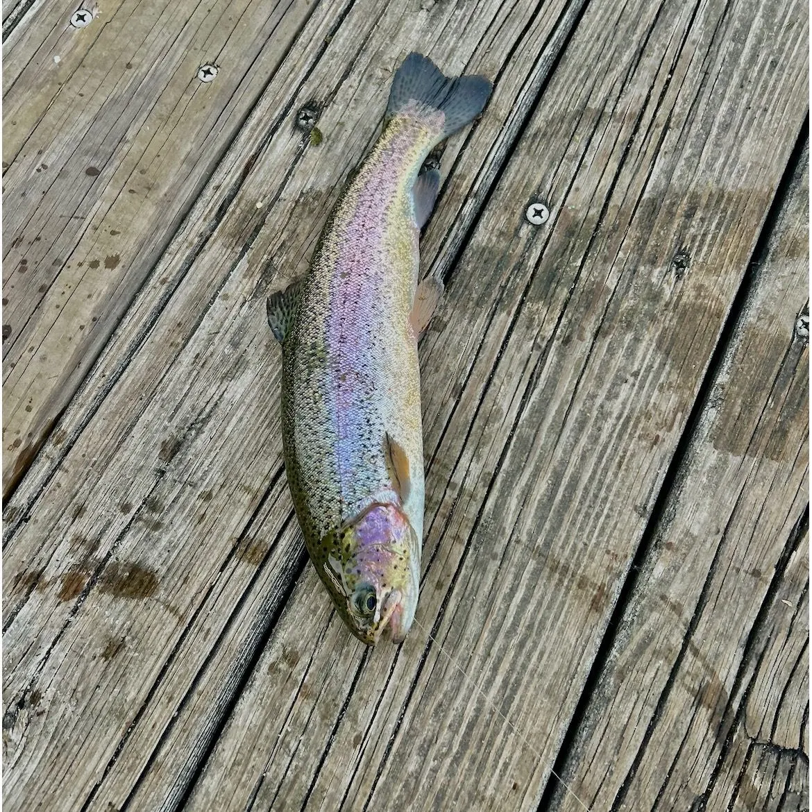 Rainbow trout caught on Fishbrain