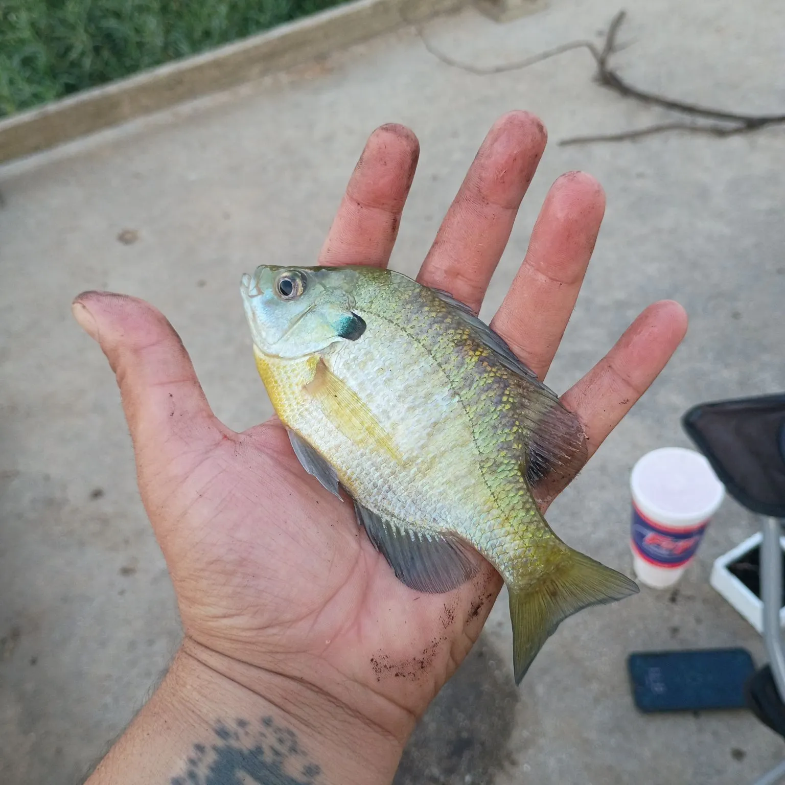 catch