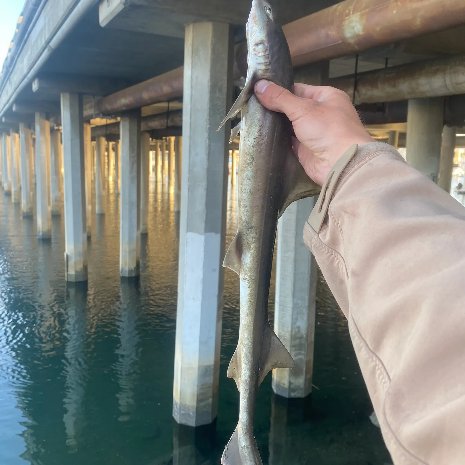 The most recent Grey smooth-hound catches on Fishbrain