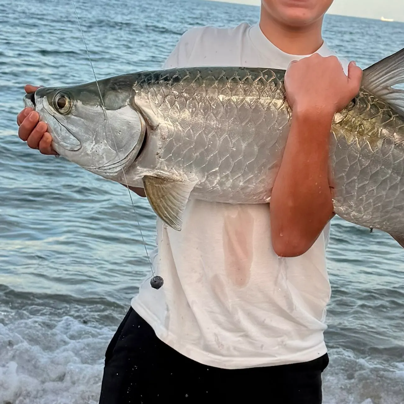 Tarpon caught on Fishbrain