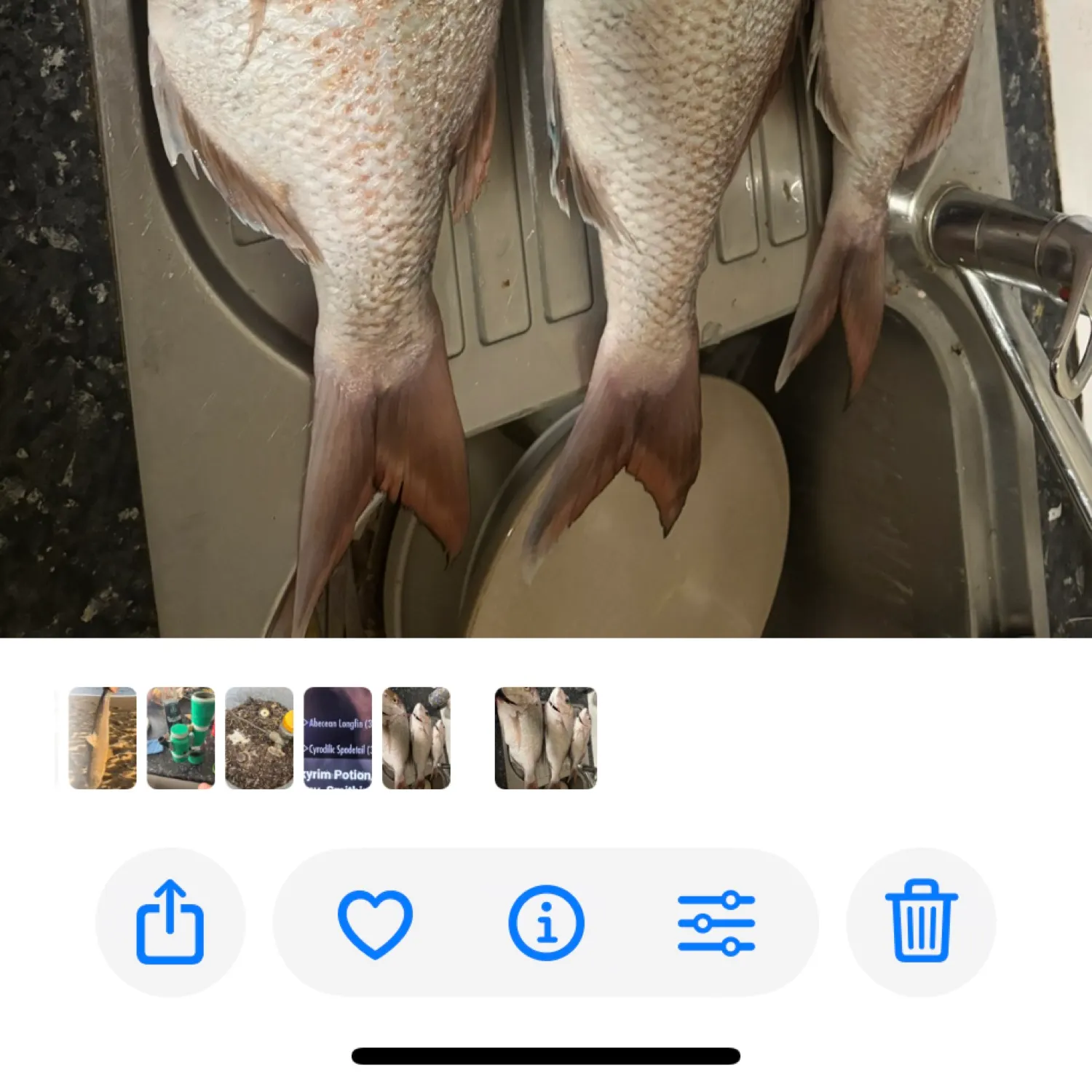 recently logged catches