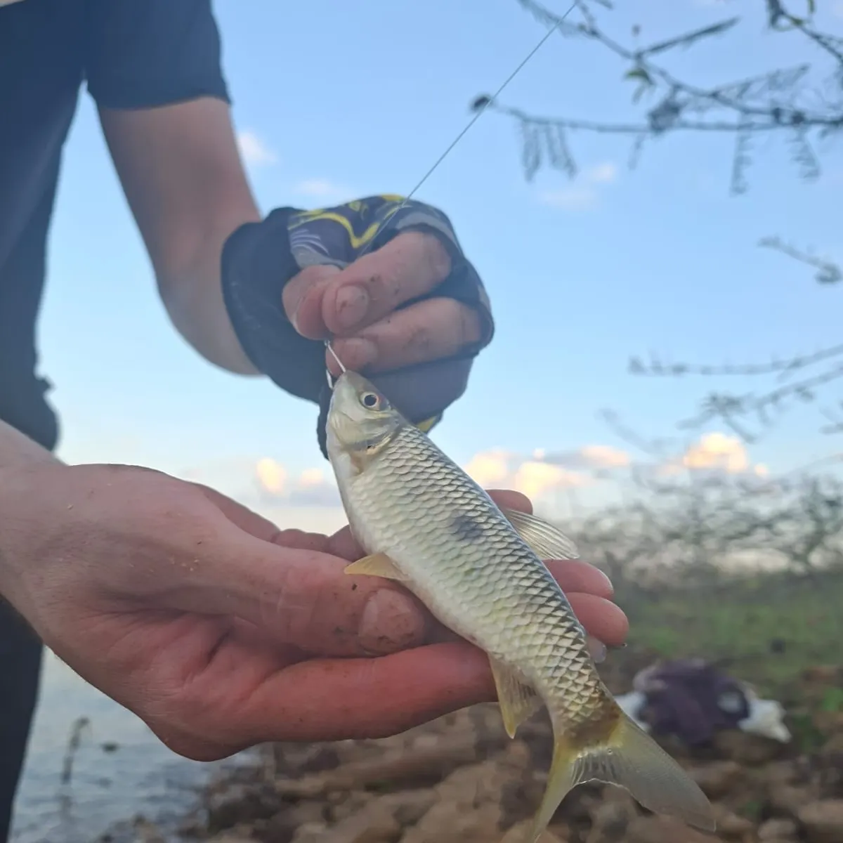 Threespot leporinus caught on Fishbrain