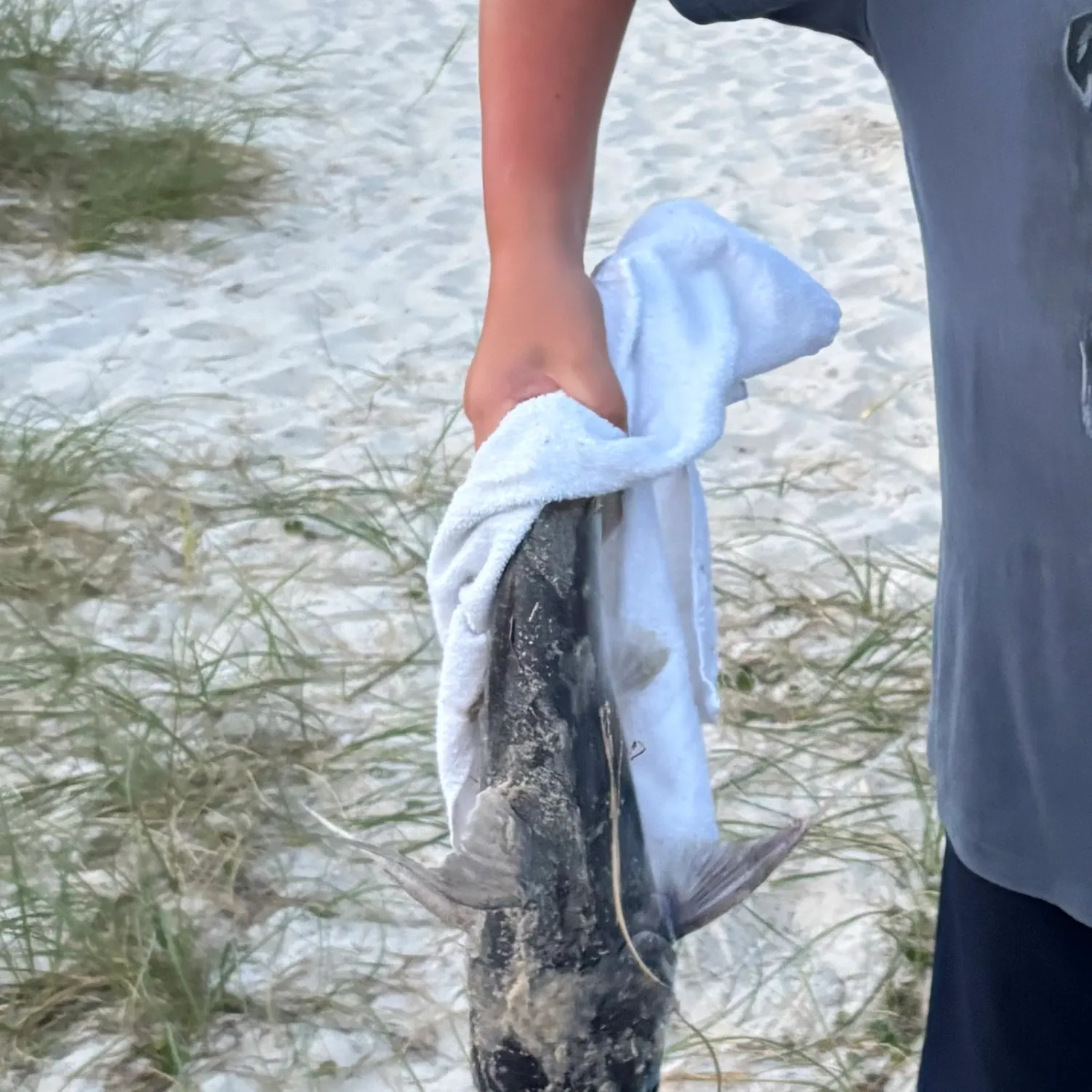 The most recent Gilded catfish catches on Fishbrain