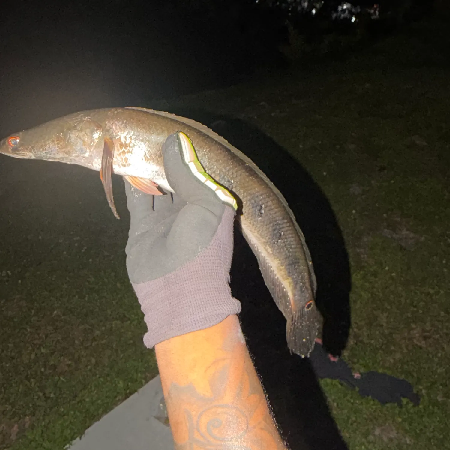 The most recent Bullseye snakehead catches on Fishbrain