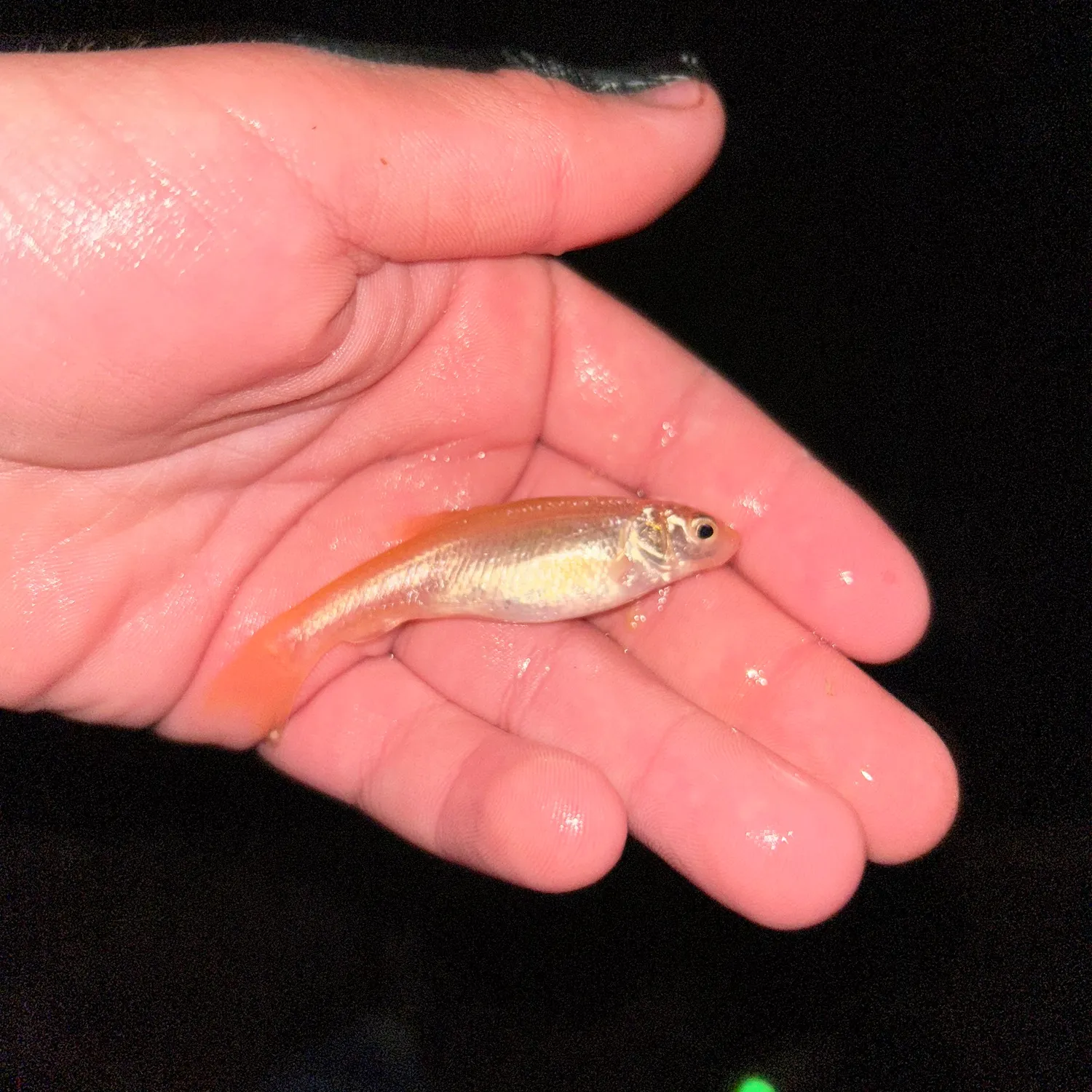 The most recent Fathead minnow catches on Fishbrain