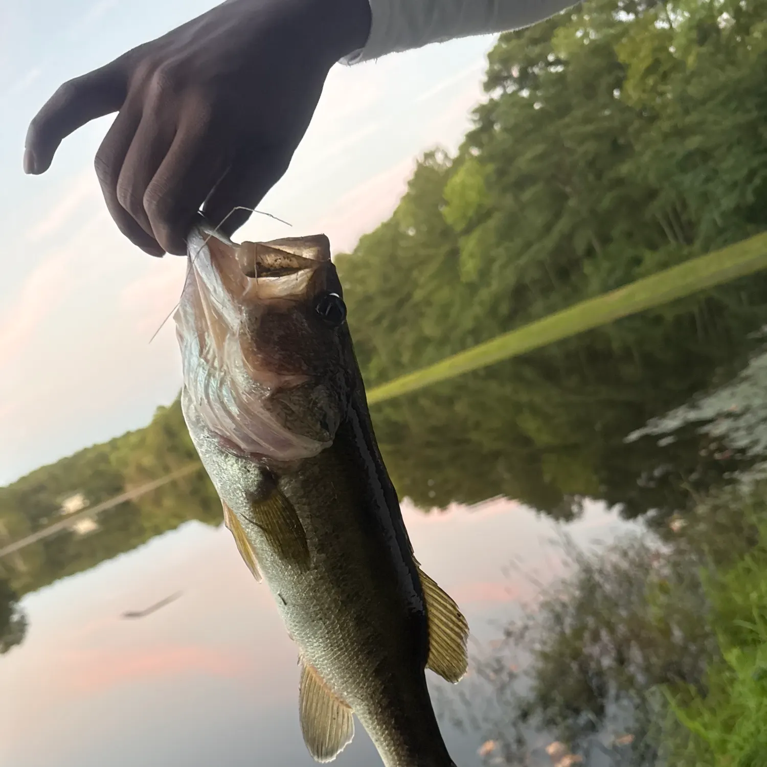 Largemouth bass caught on Fishbrain