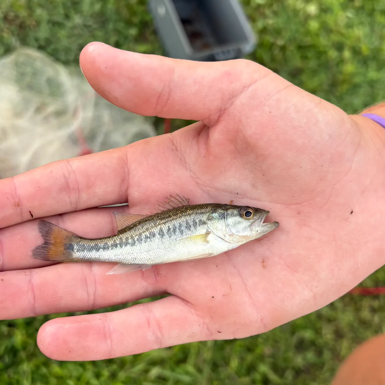 Spotted bass caught on Fishbrain