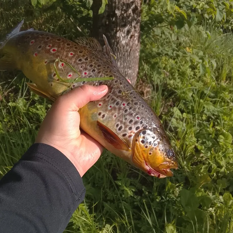 Brown trout caught on Fishbrain