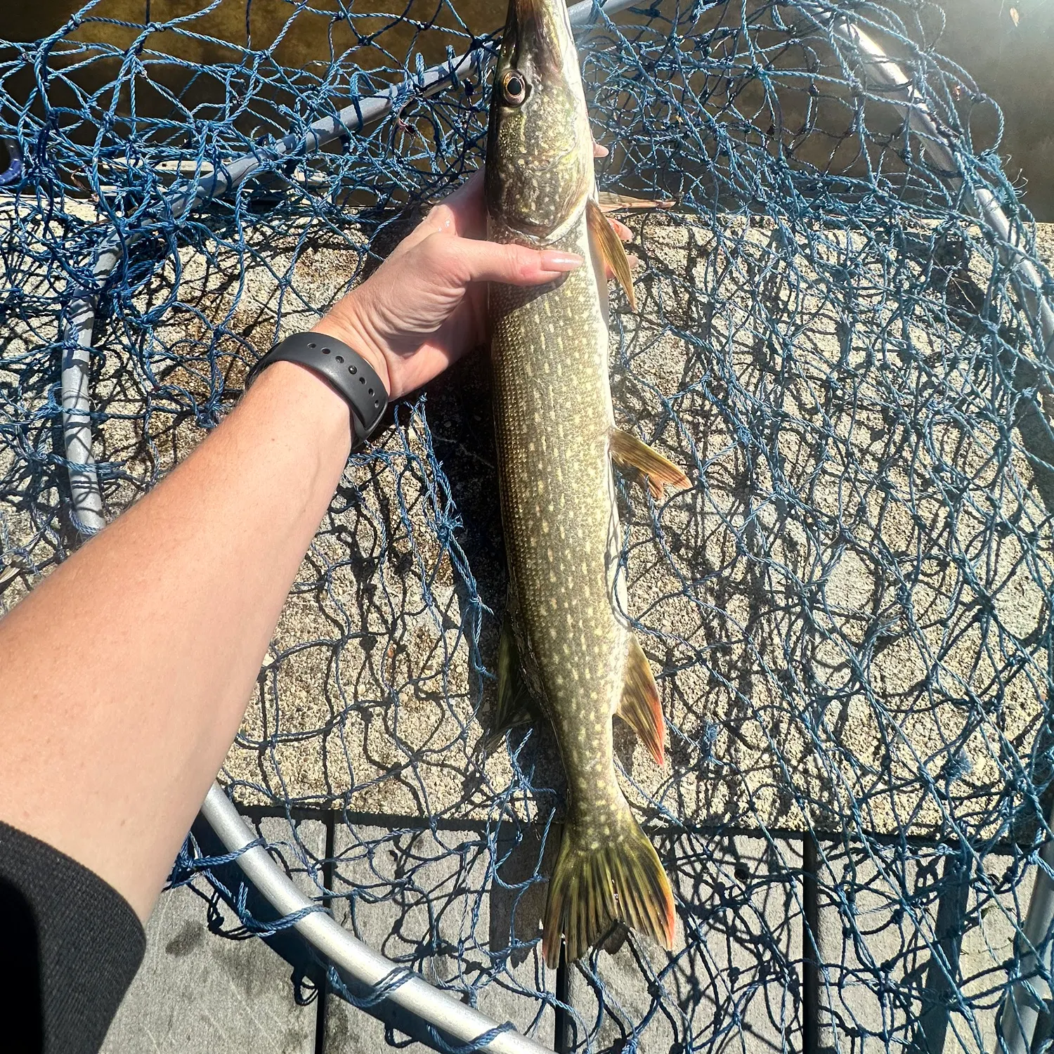 Northern pike caught on Fishbrain