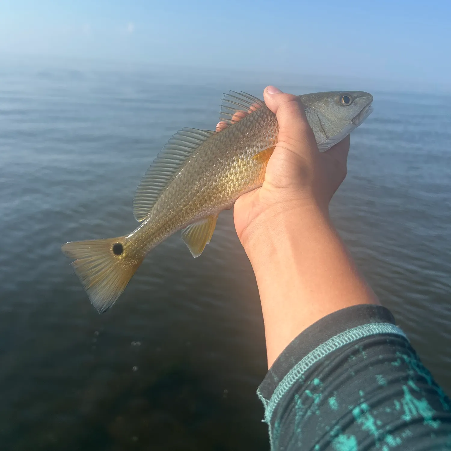 Red drum caught on Fishbrain