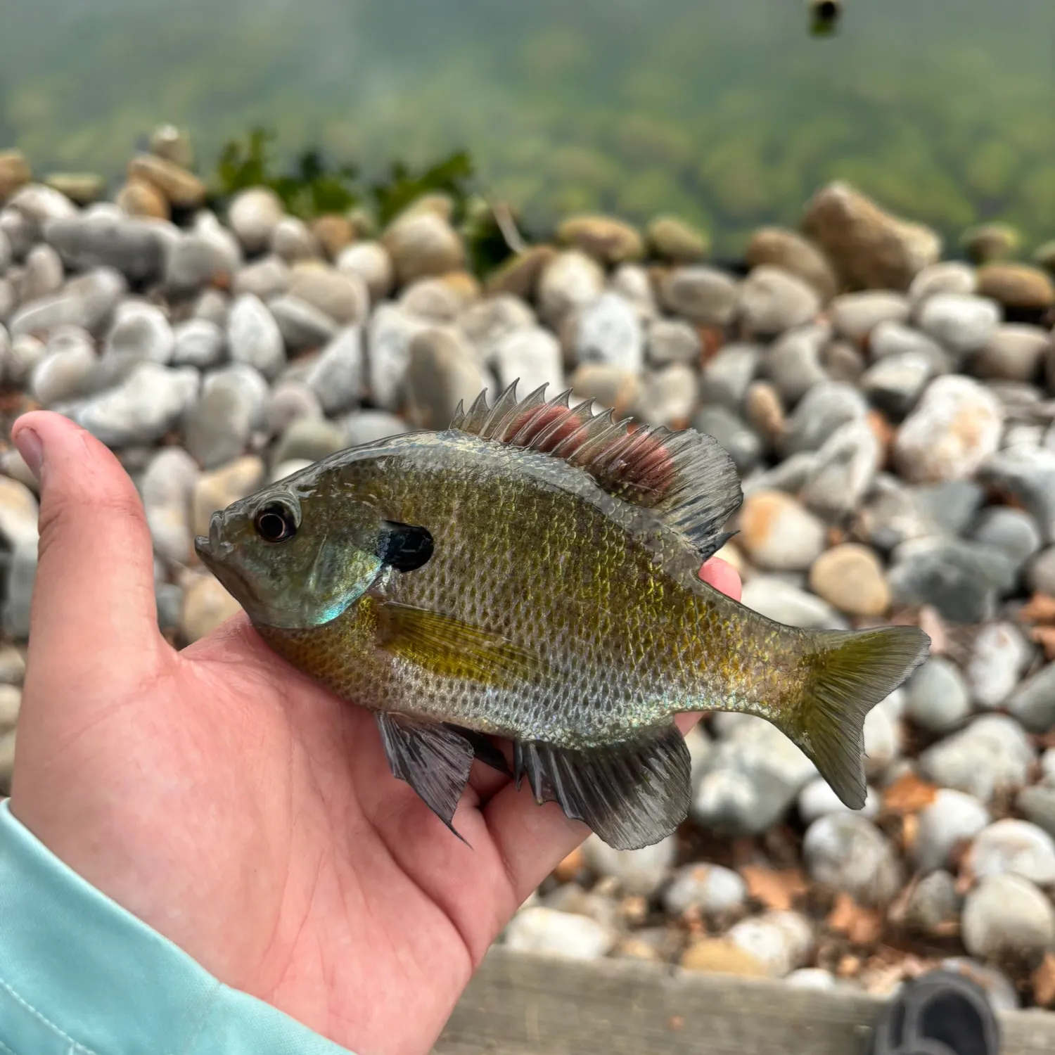 Bluegill caught on Fishbrain