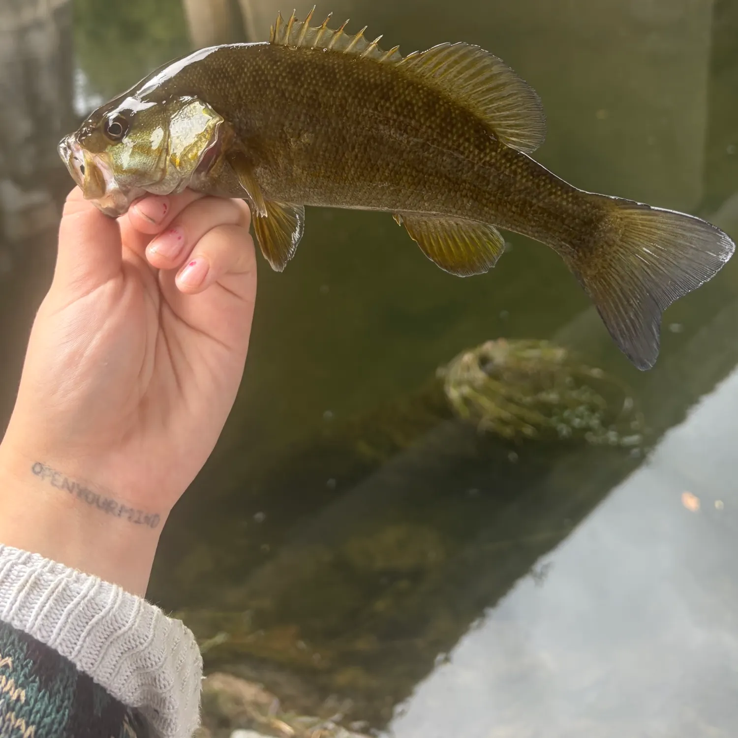 Smallmouth bass caught on Fishbrain