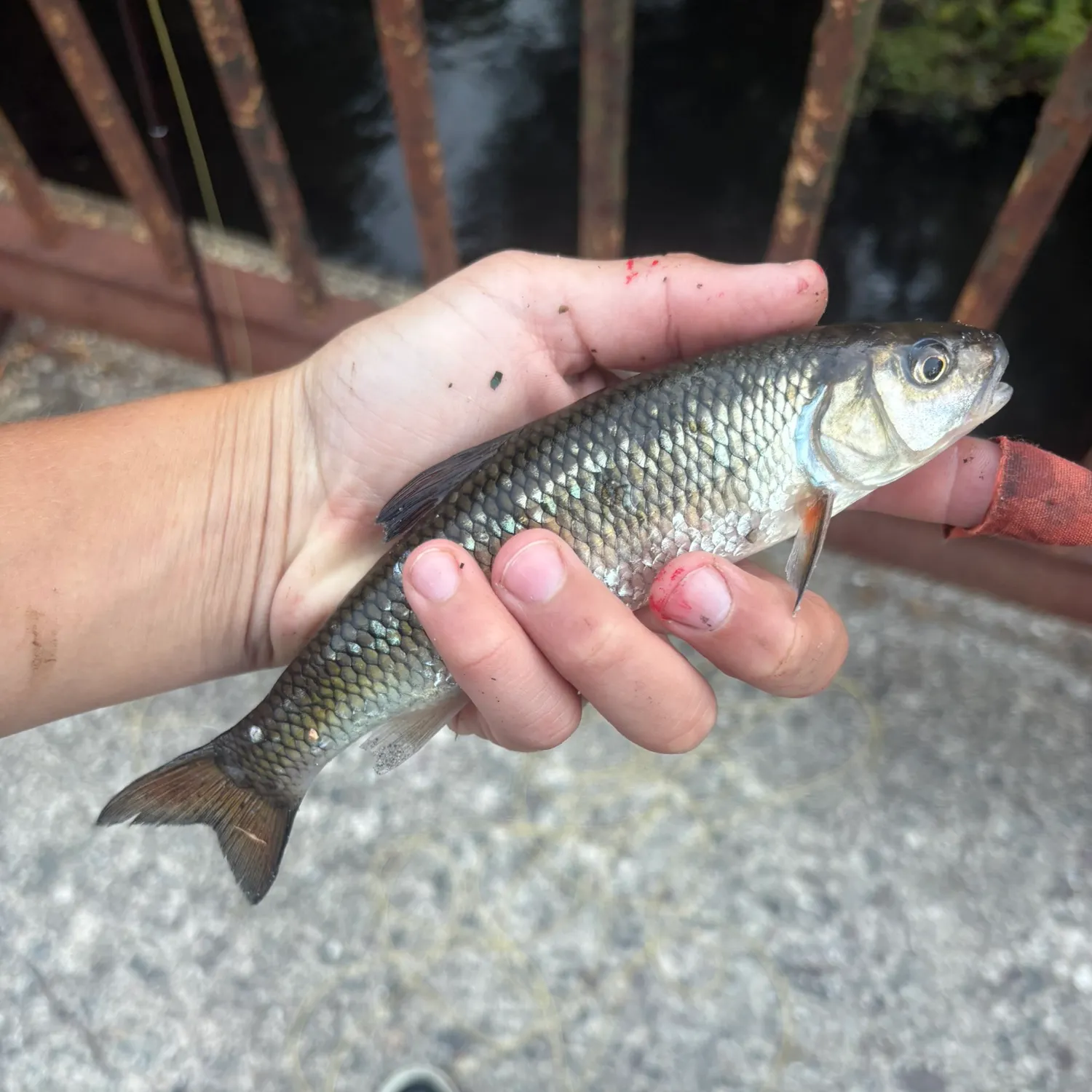 Fallfish caught on Fishbrain
