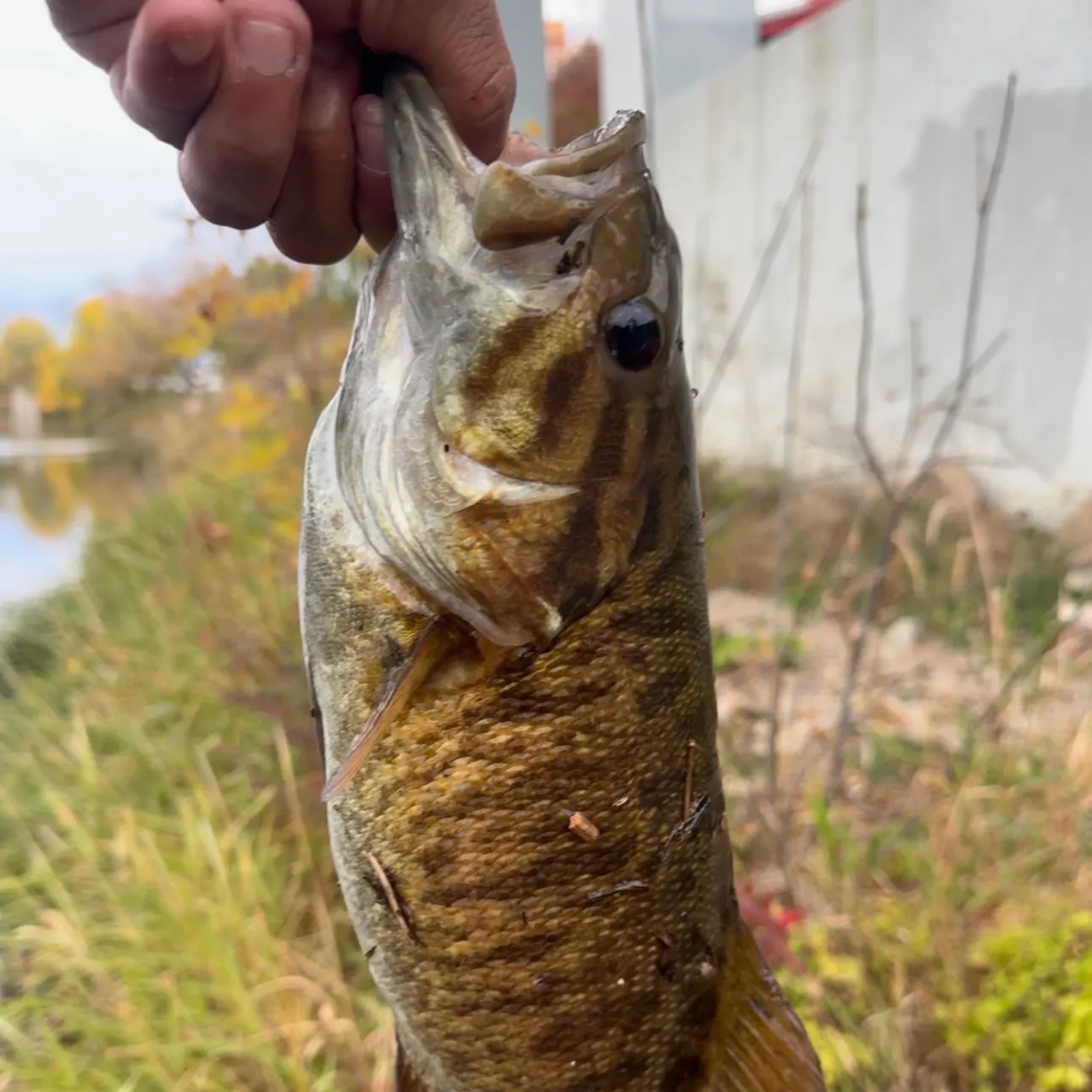 Smallmouth bass caught on Fishbrain