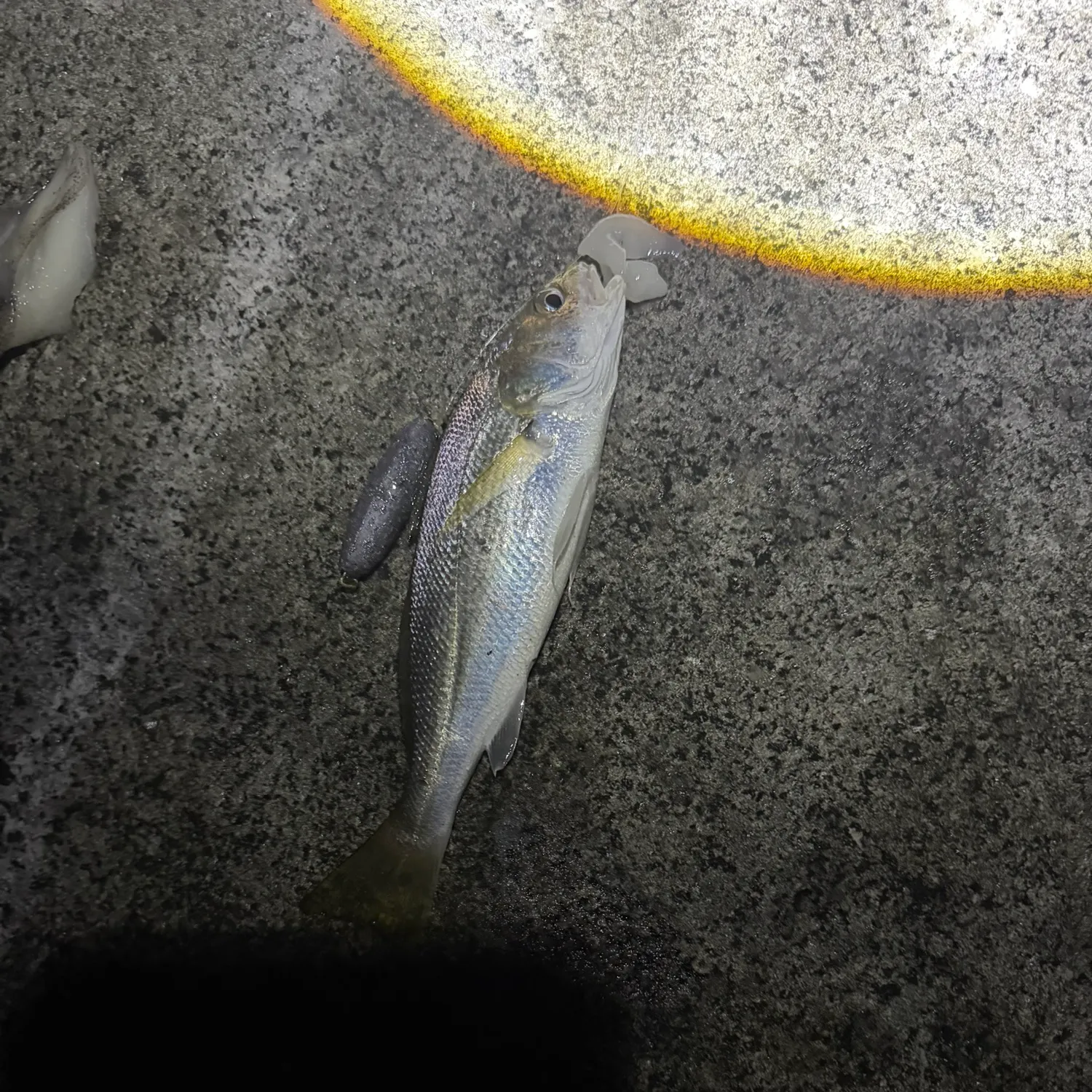 Yellowfin croaker caught on Fishbrain