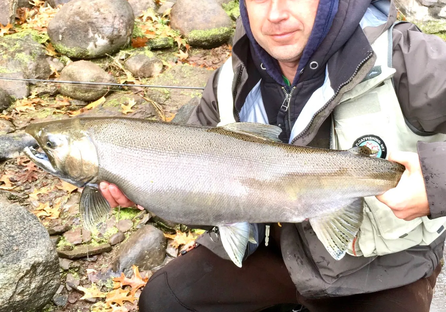 Coho salmon