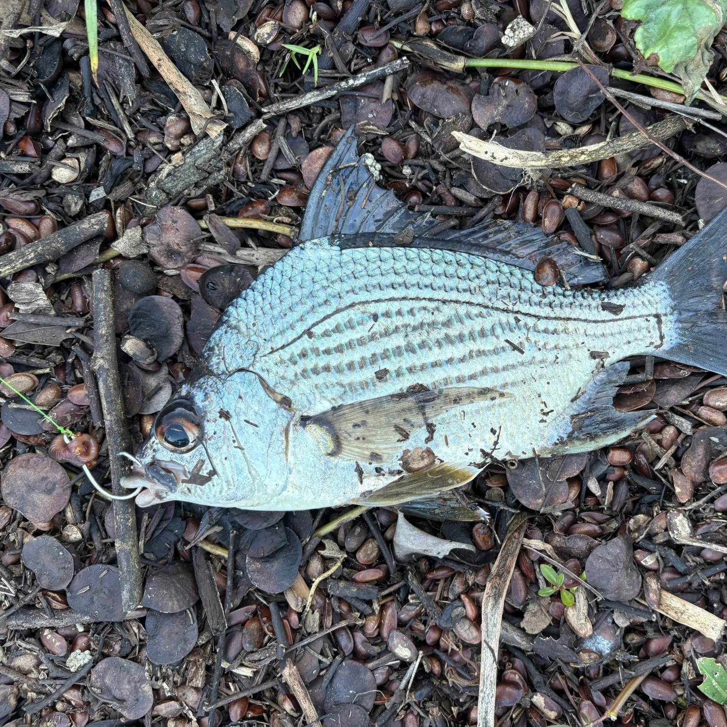 The most recent Striped mojarra catches on Fishbrain