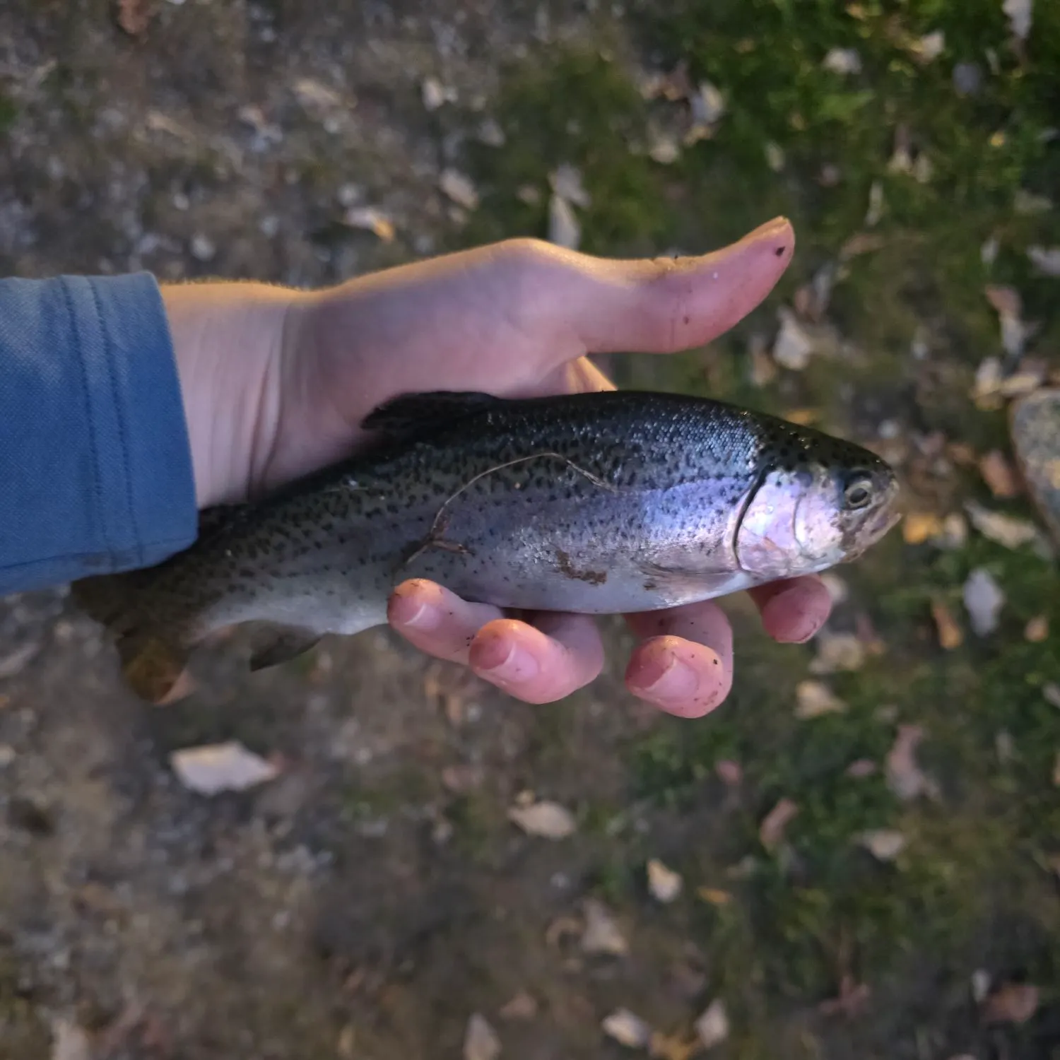 Rainbow trout caught on Fishbrain