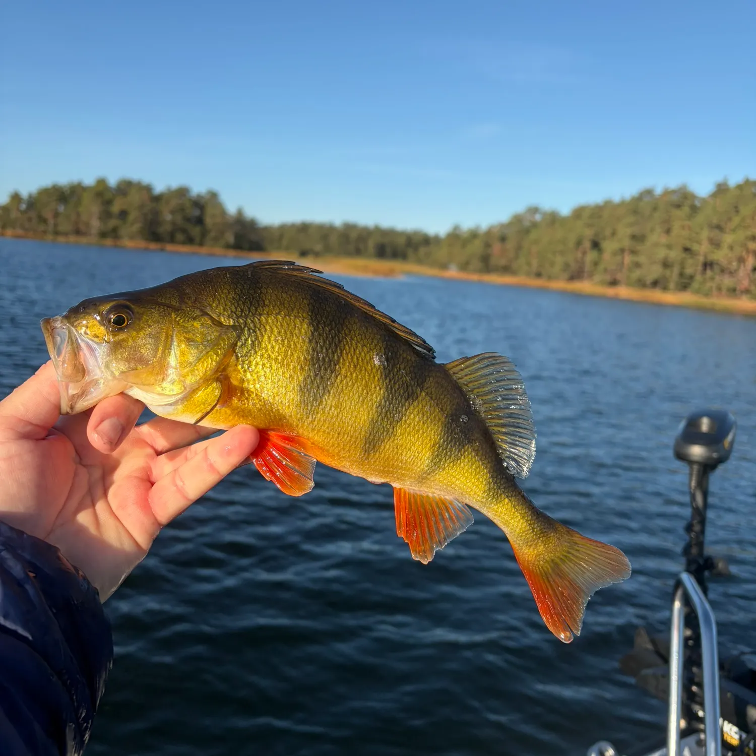 European perch caught on Fishbrain