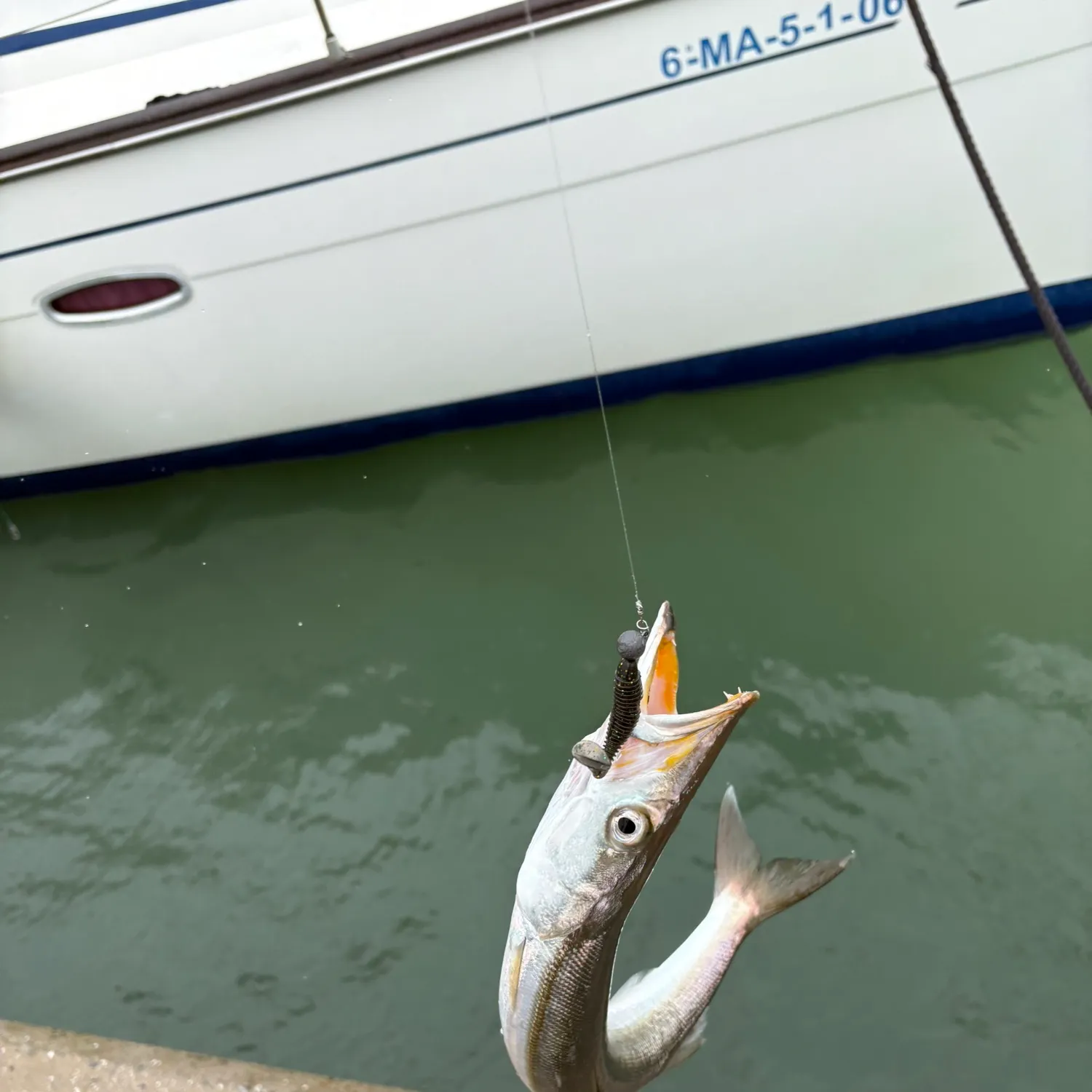 The most recent Pacific barracuda catches on Fishbrain