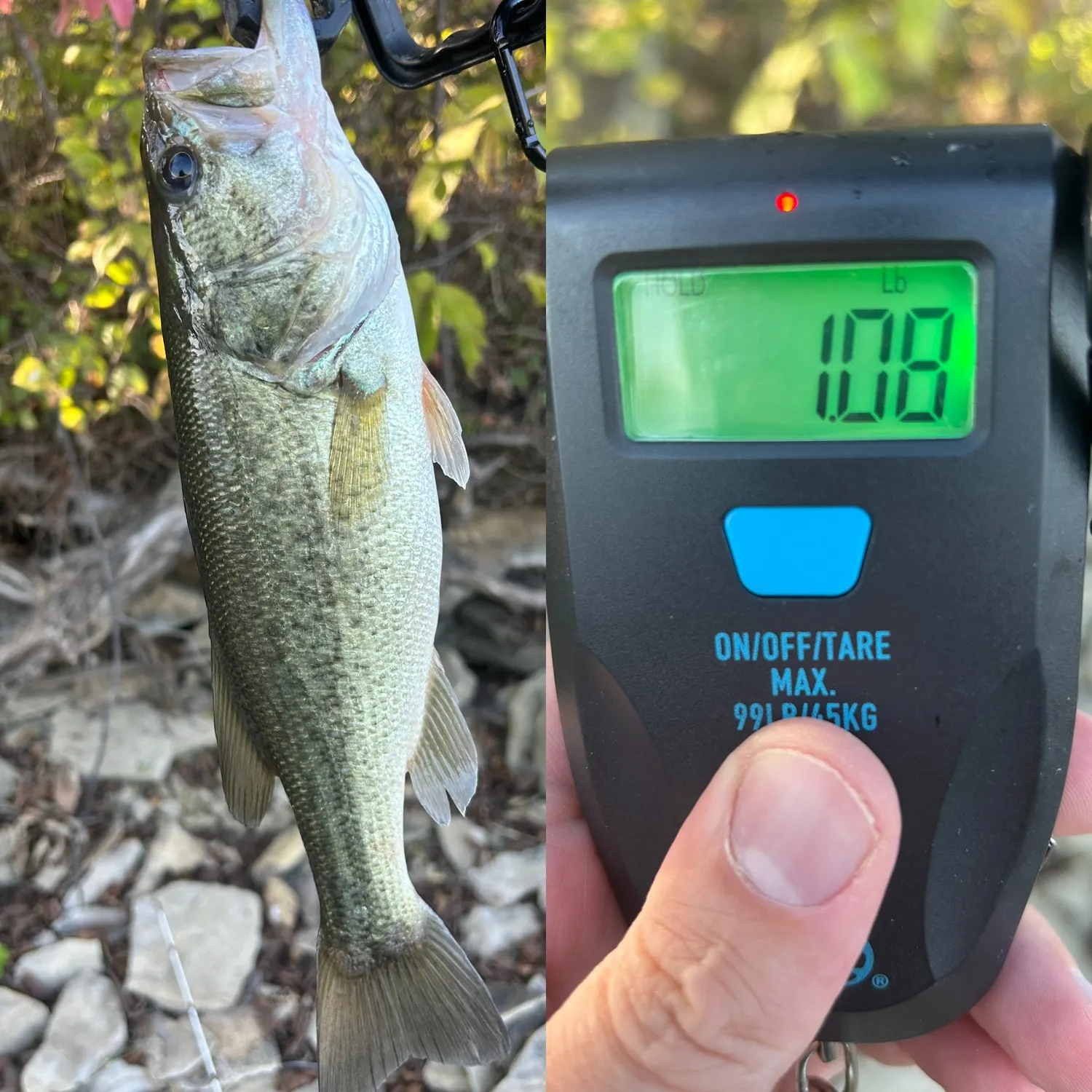 Largemouth bass caught on Fishbrain