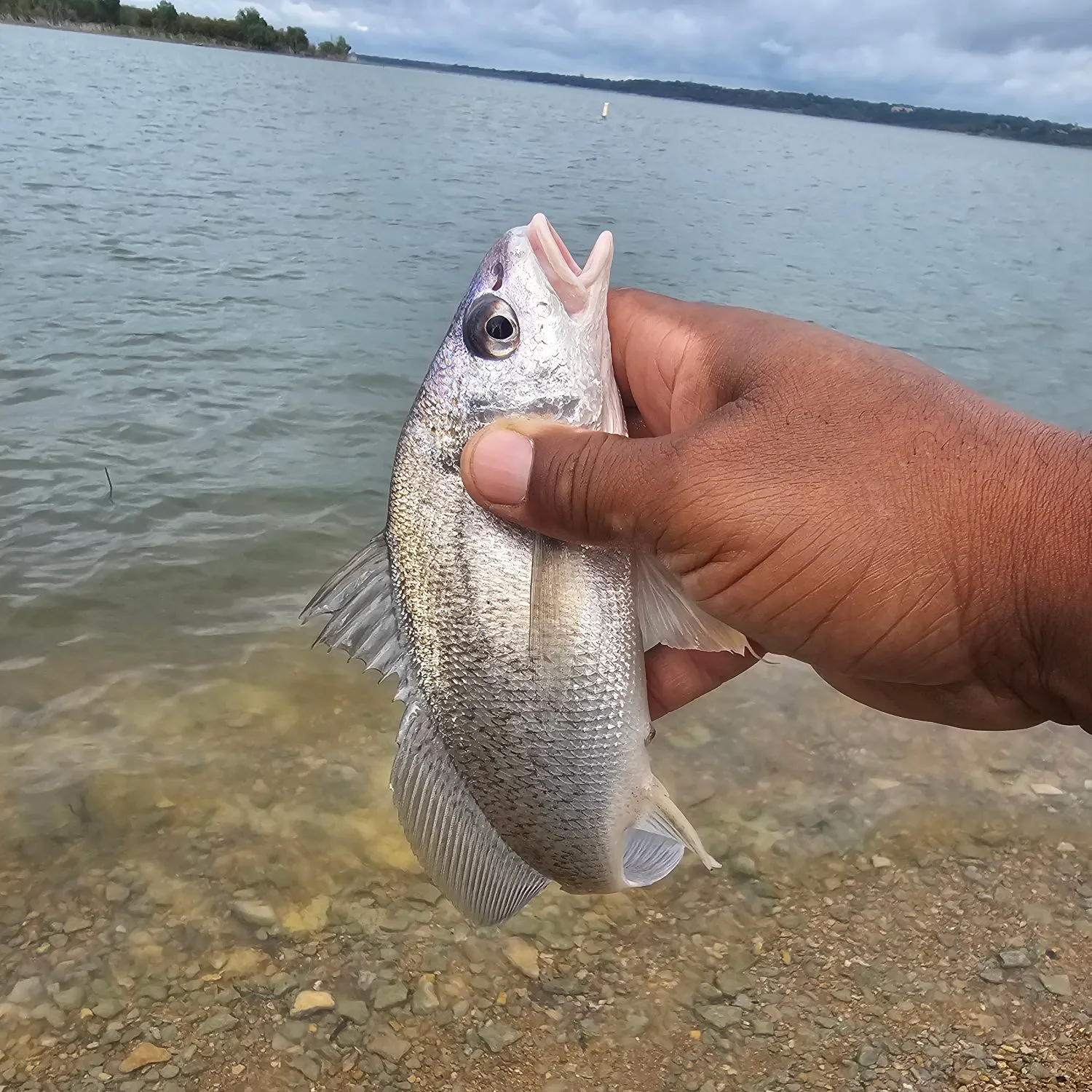 Freshwater drum caught on Fishbrain
