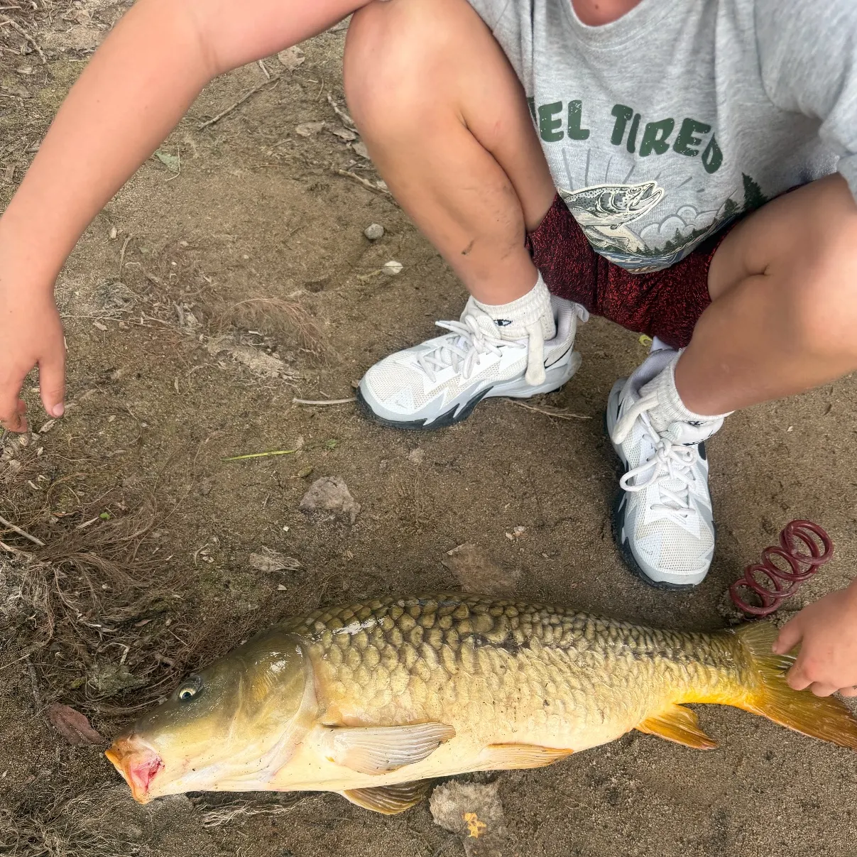 Common carp caught on Fishbrain