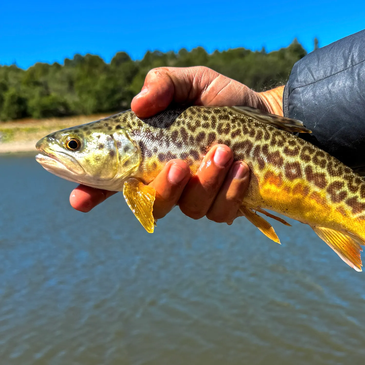 Tiger trout caught on Fishbrain