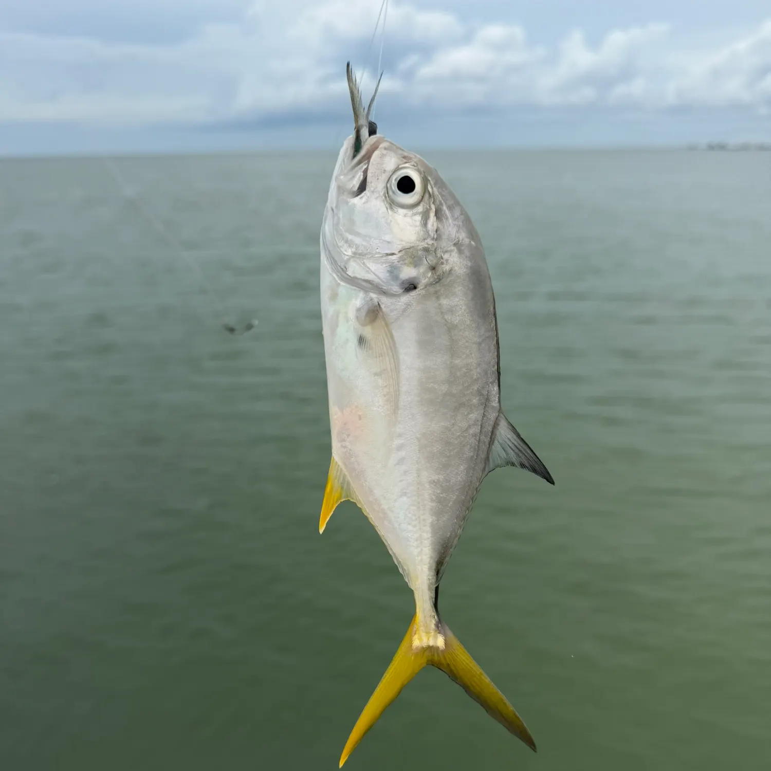 Crevalle jack caught on Fishbrain