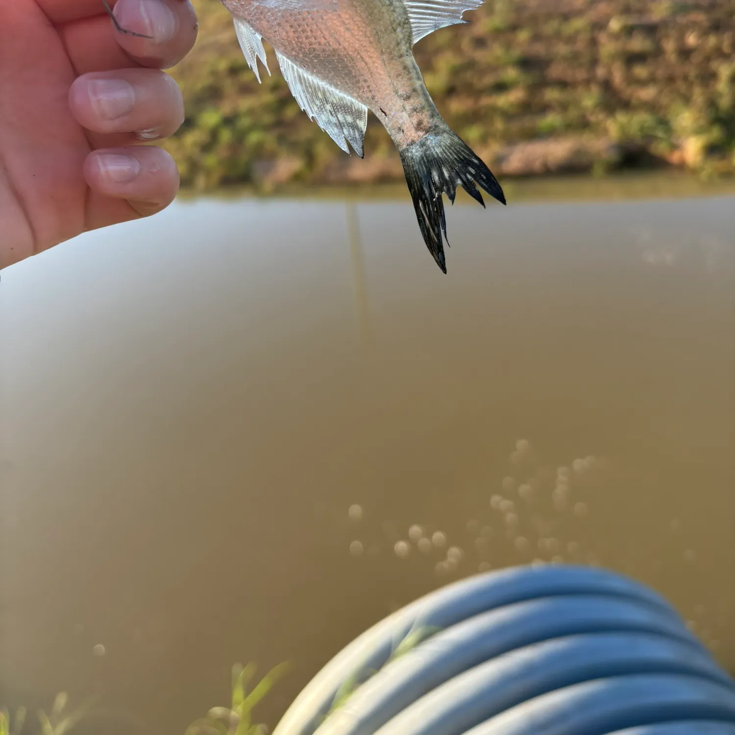 White crappie caught on Fishbrain
