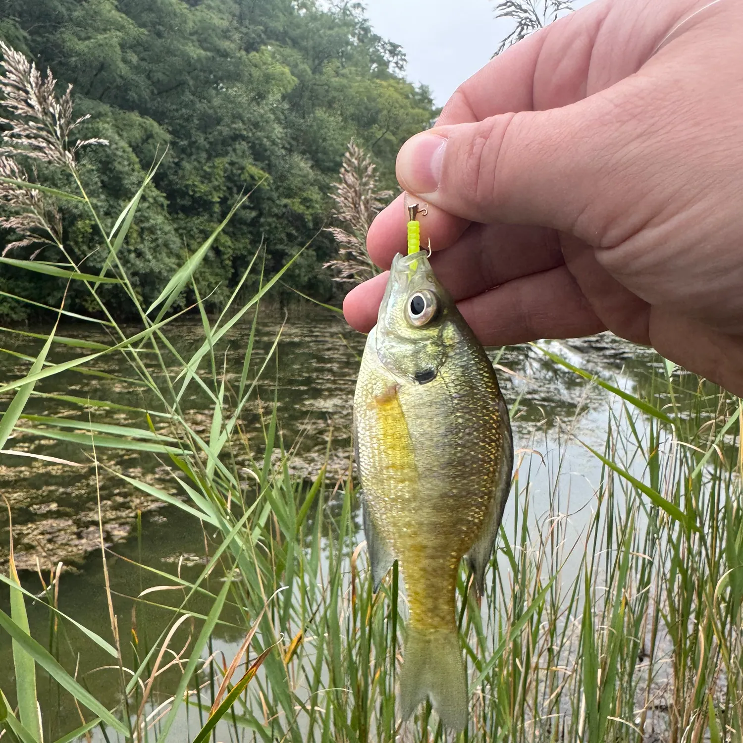 Bluegill caught on Fishbrain