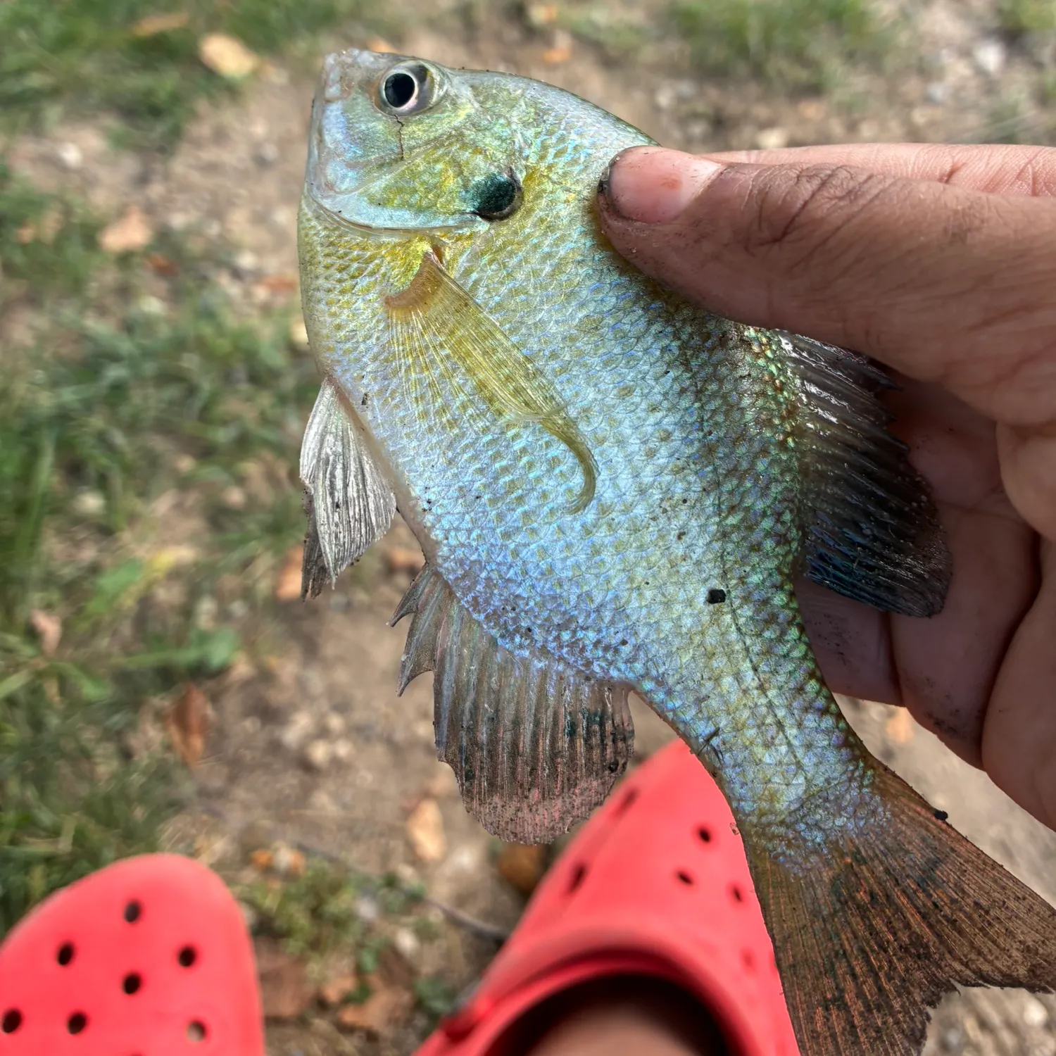 Bluegill caught on Fishbrain