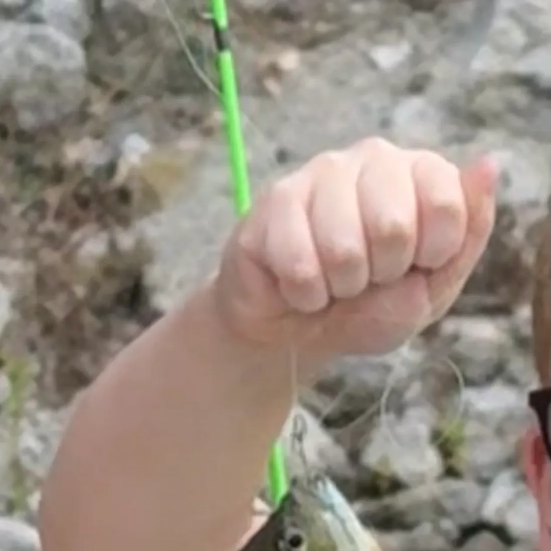 Bluegill caught on Fishbrain