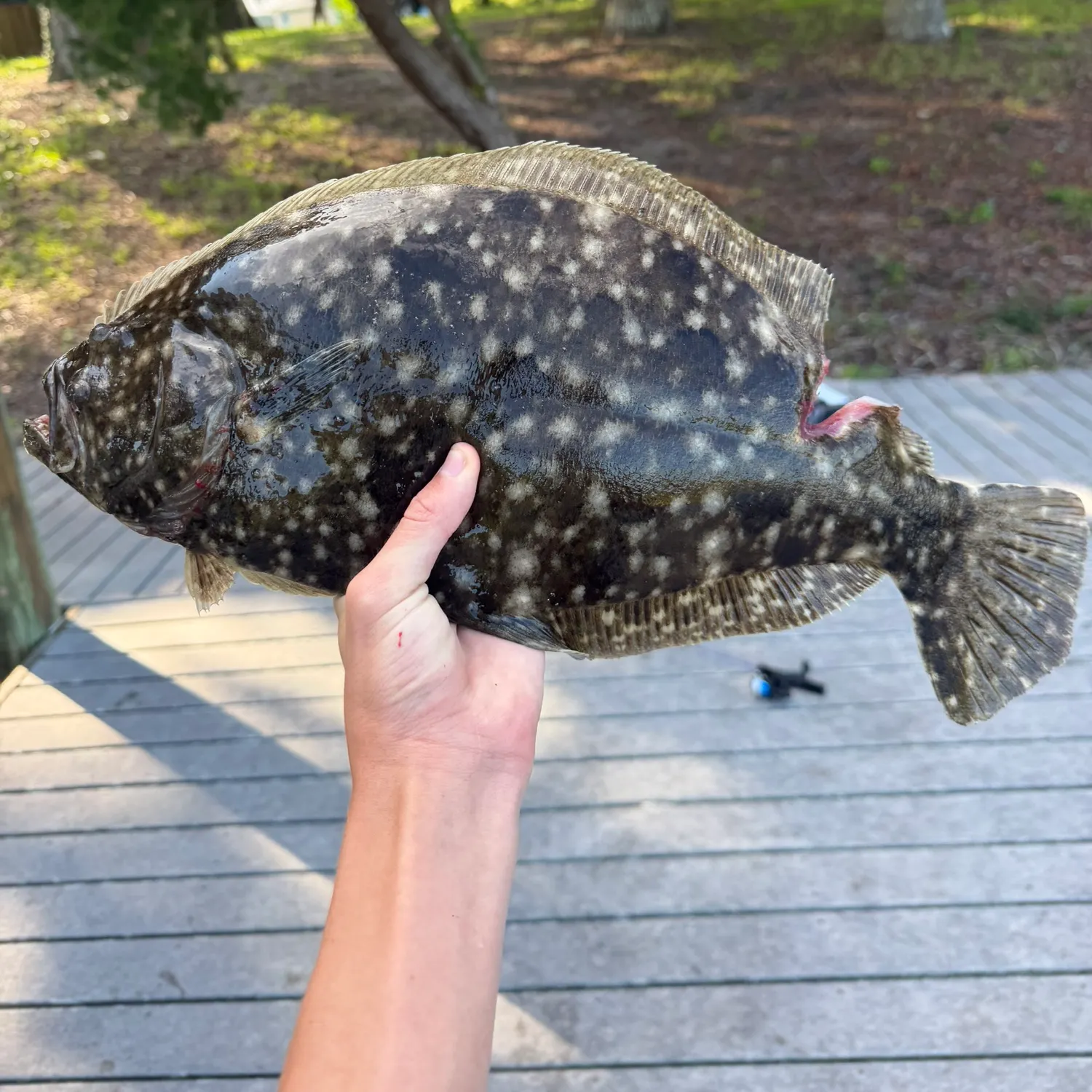 Southern flounder caught on Fishbrain