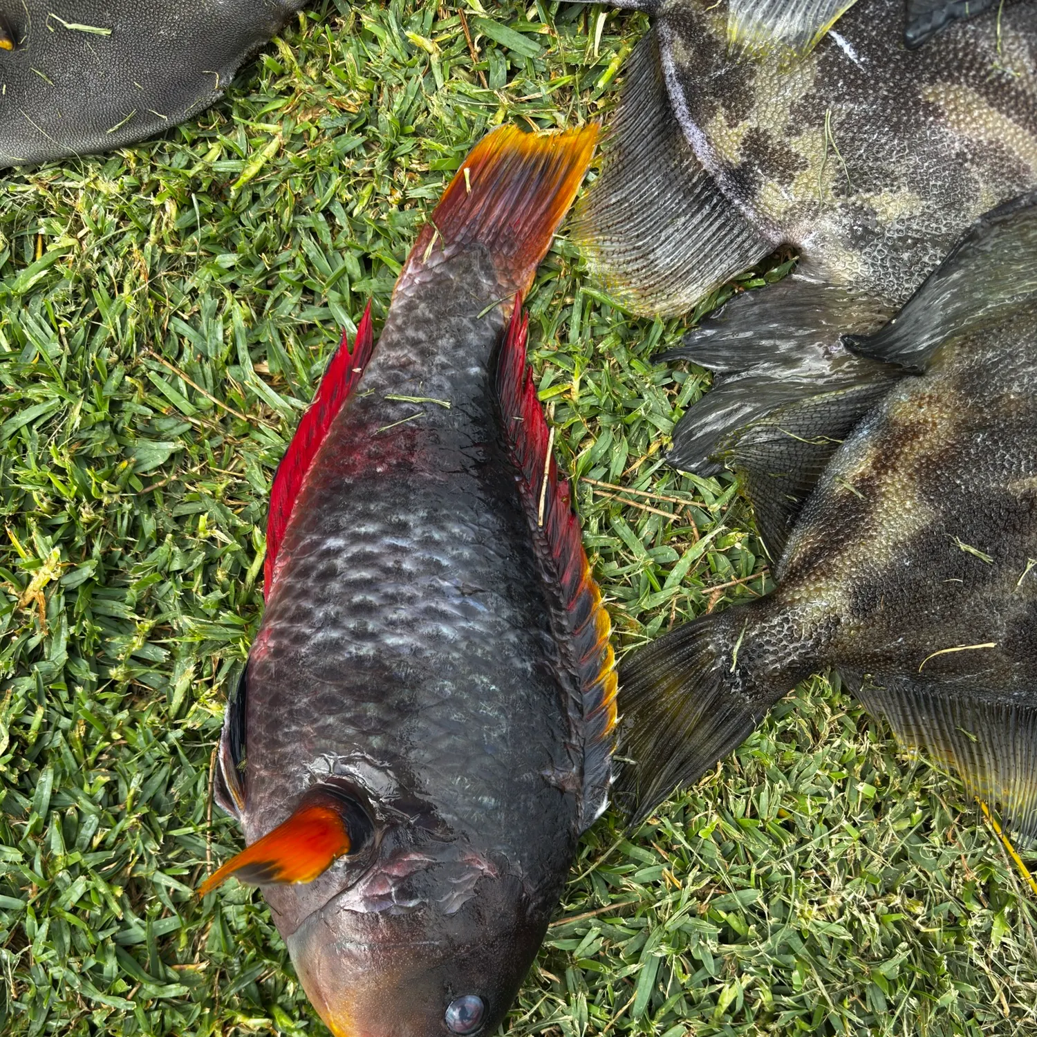 The most recent Ember parrotfish catches on Fishbrain