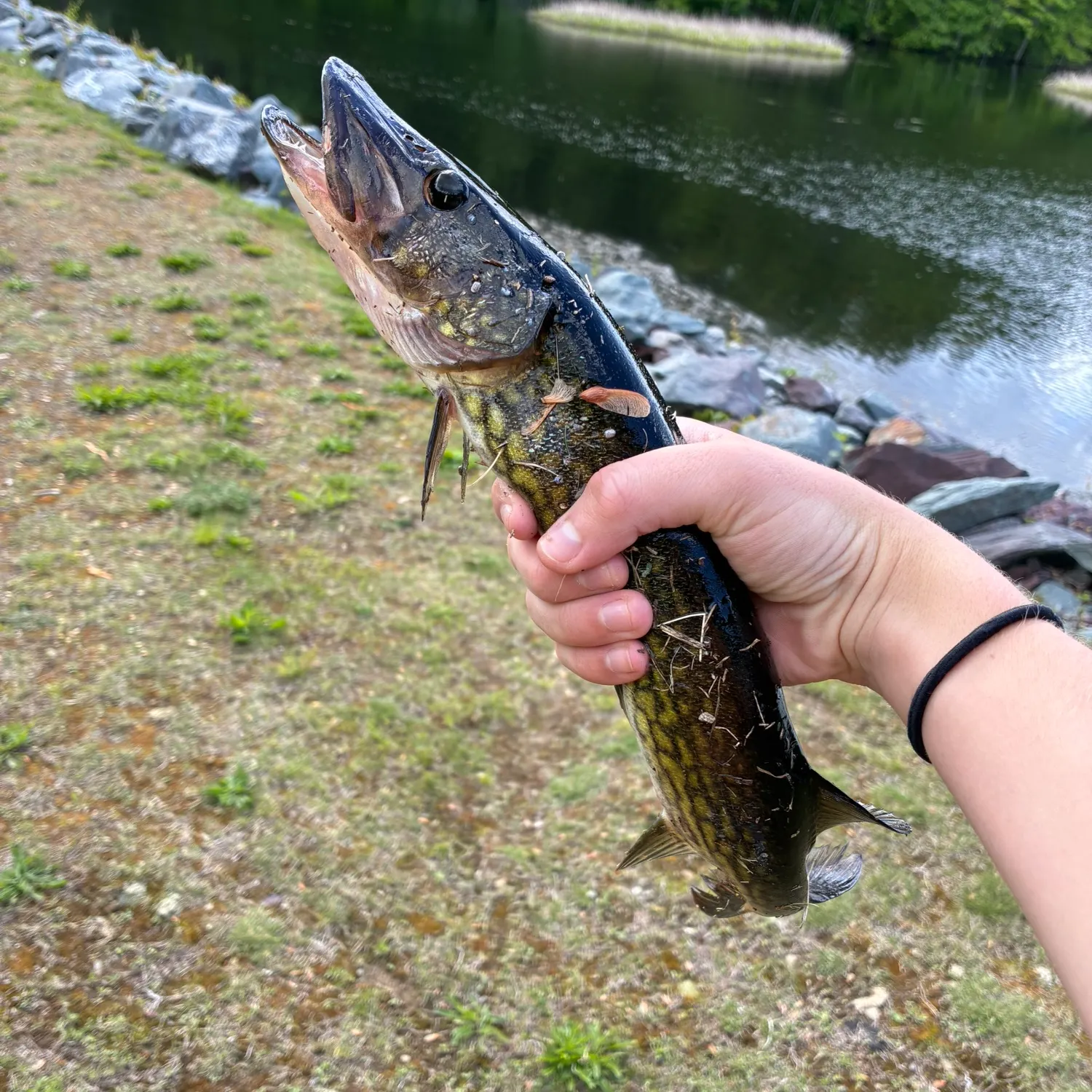 angler catch