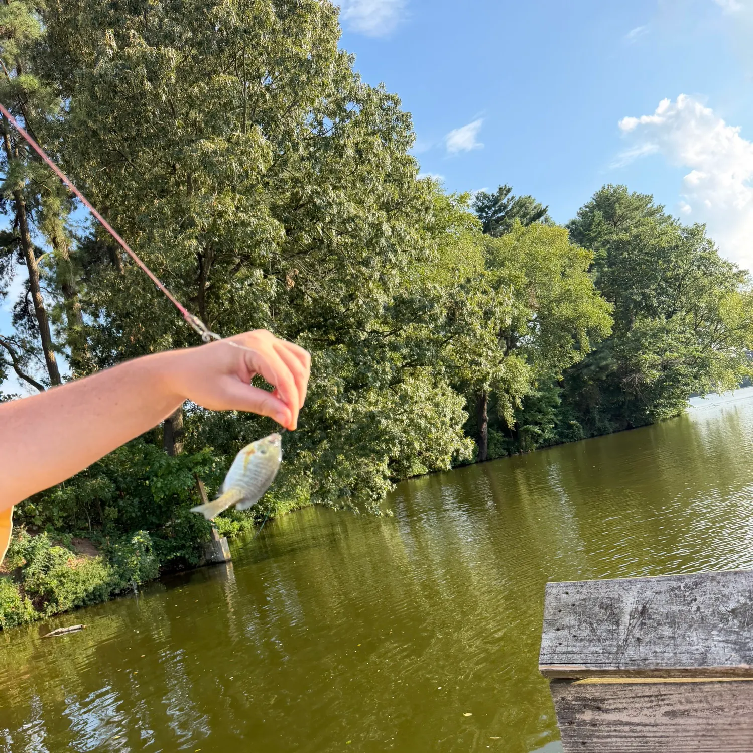 Bluegill caught on Fishbrain