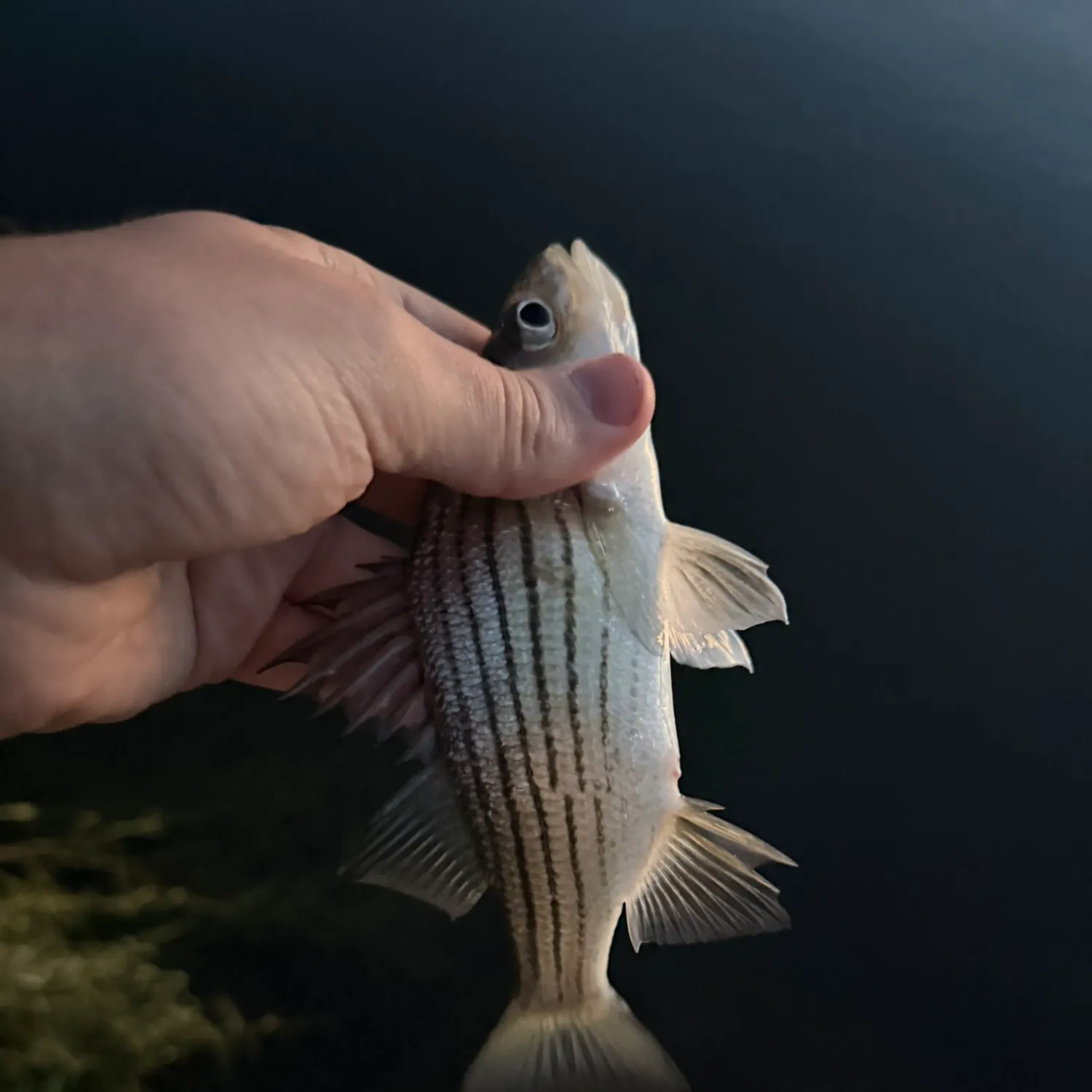 Yellow bass caught on Fishbrain