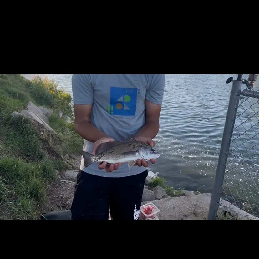 Freshwater drum caught on Fishbrain