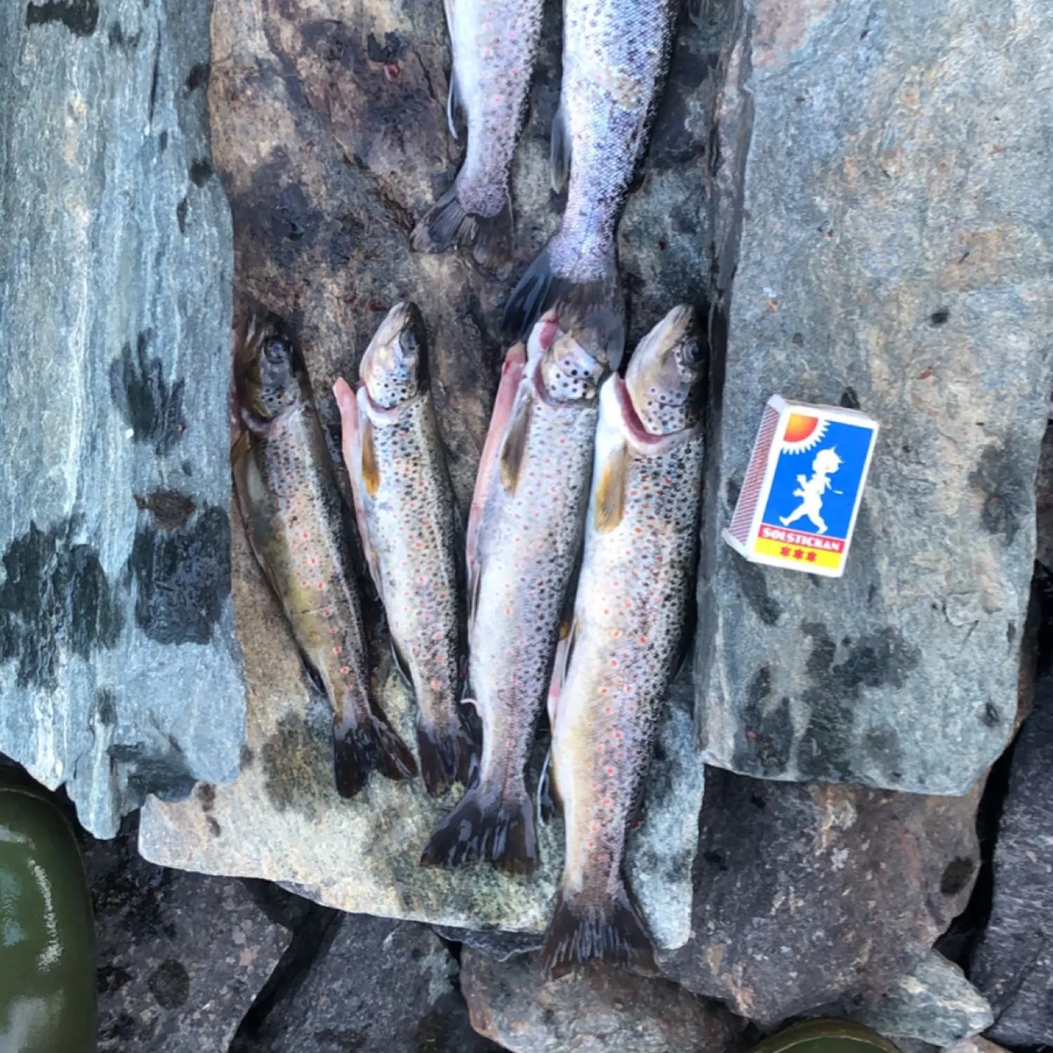 recently logged catches