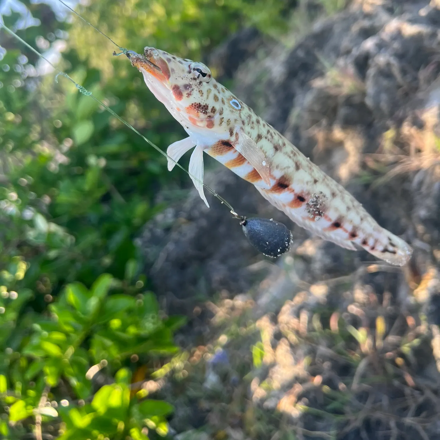 The most recent Greasy grouper catches on Fishbrain