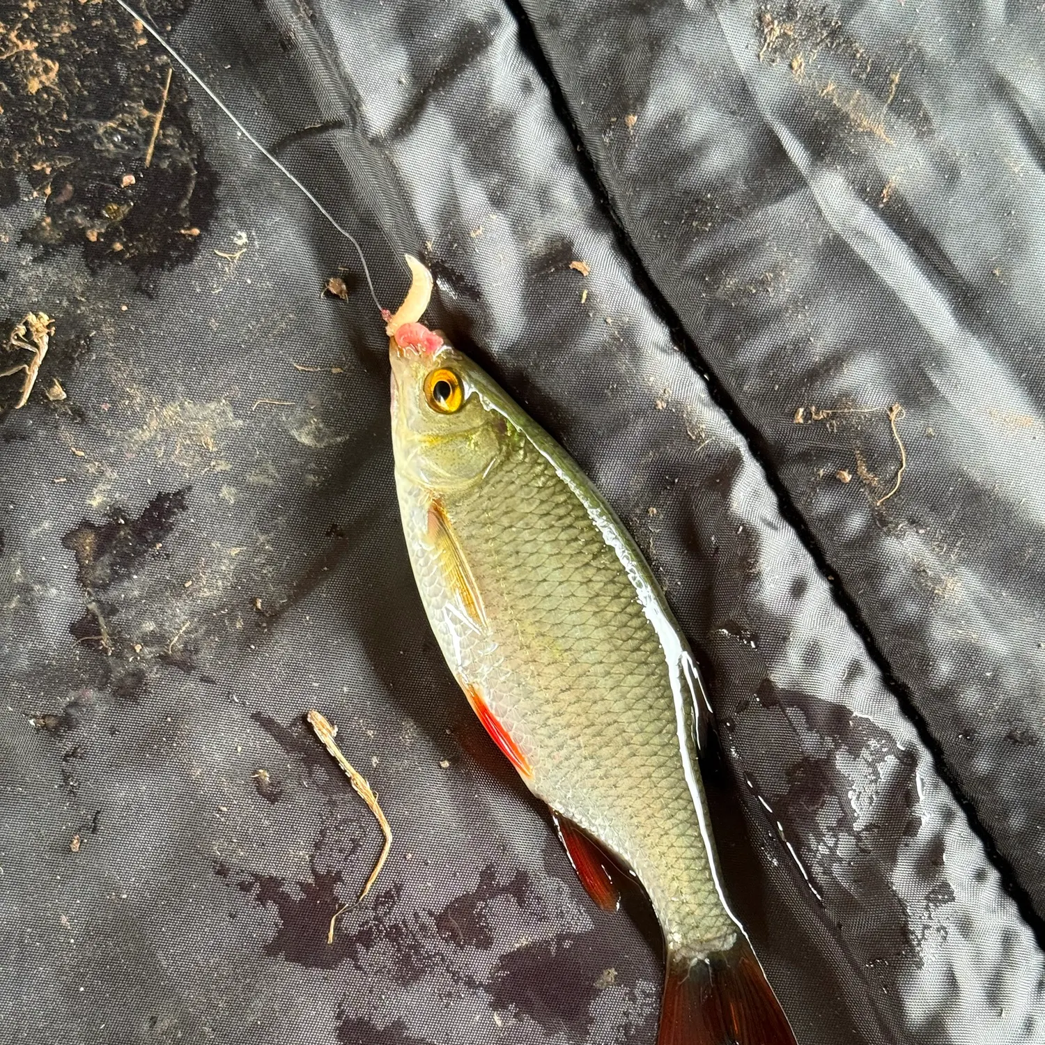Common rudd caught on Fishbrain