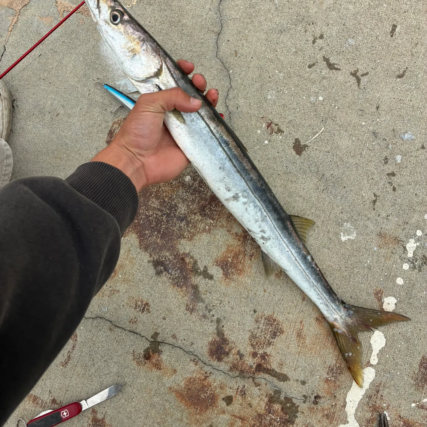 The most recent Pacific barracuda catches on Fishbrain