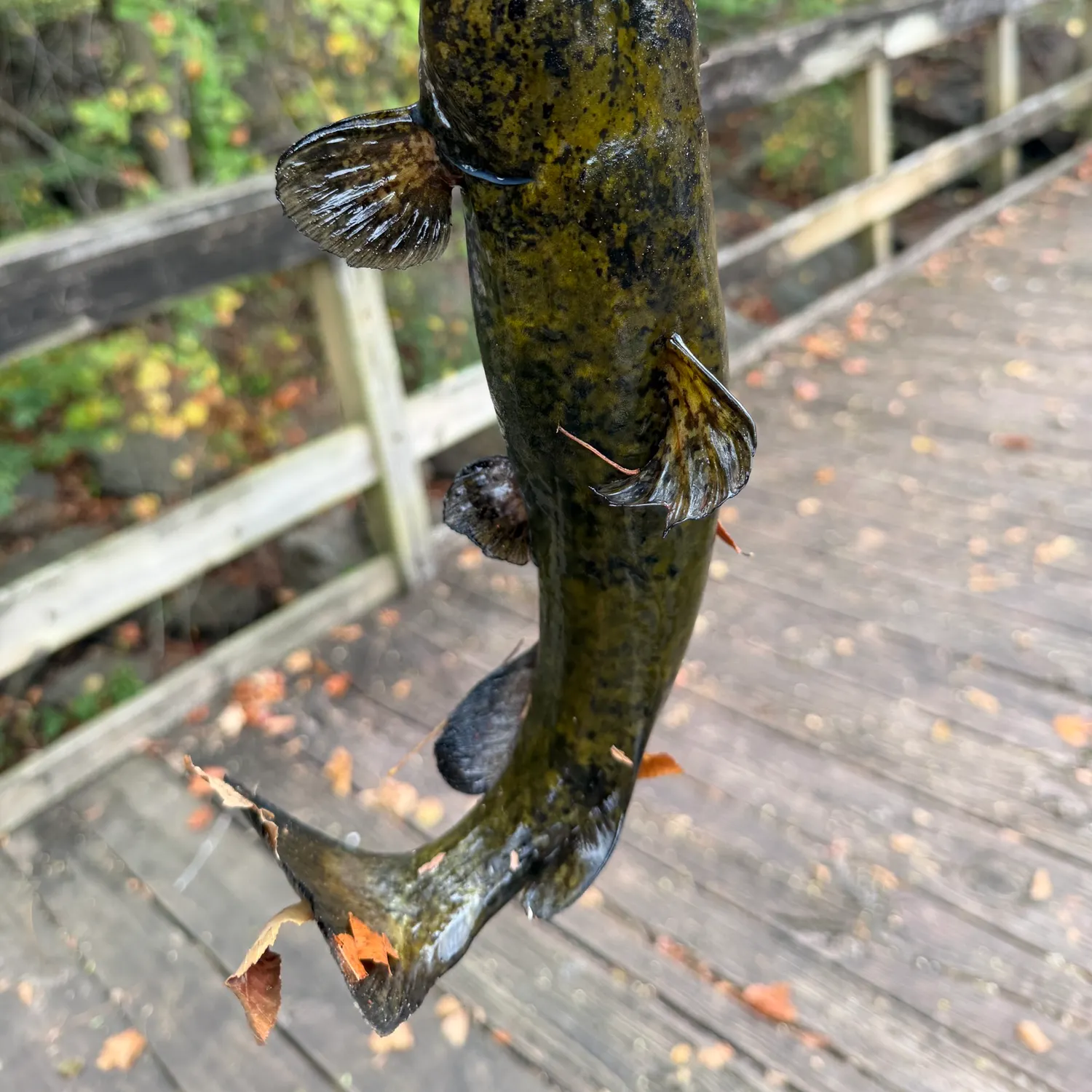 Flathead catfish caught on Fishbrain