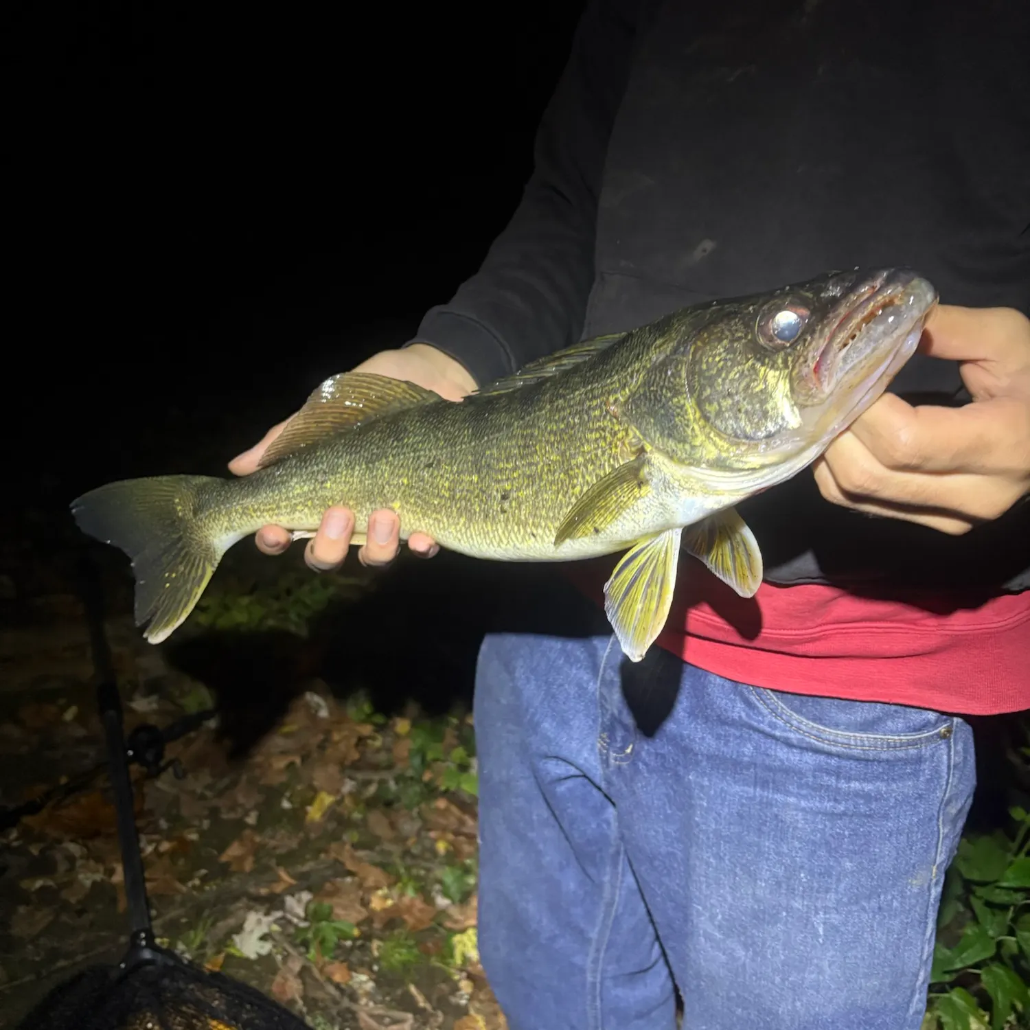 Walleye caught on Fishbrain