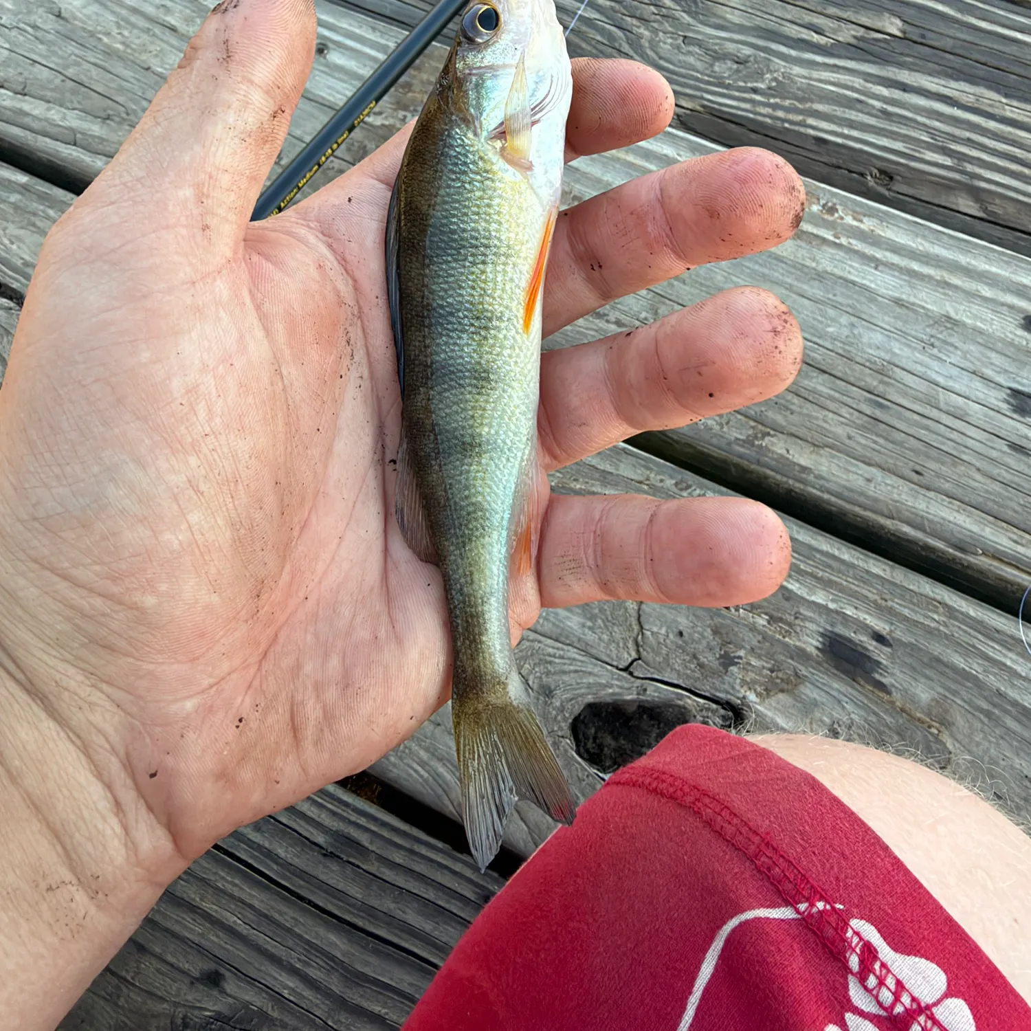 Yellow perch caught on Fishbrain