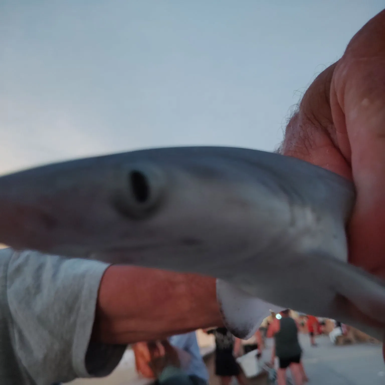 The most recent Blacktip shark catches on Fishbrain