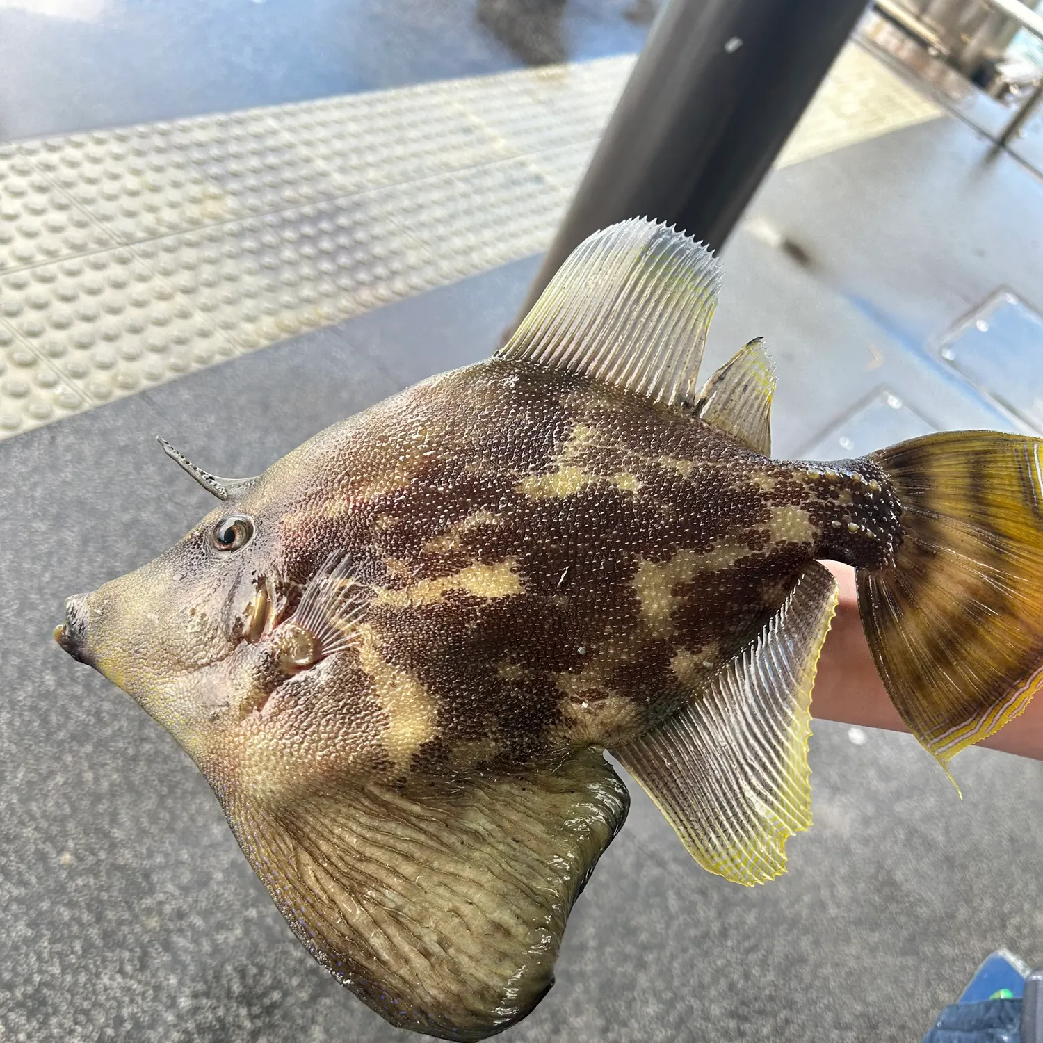 The most recent Fan-bellied leatherjacket catches on Fishbrain