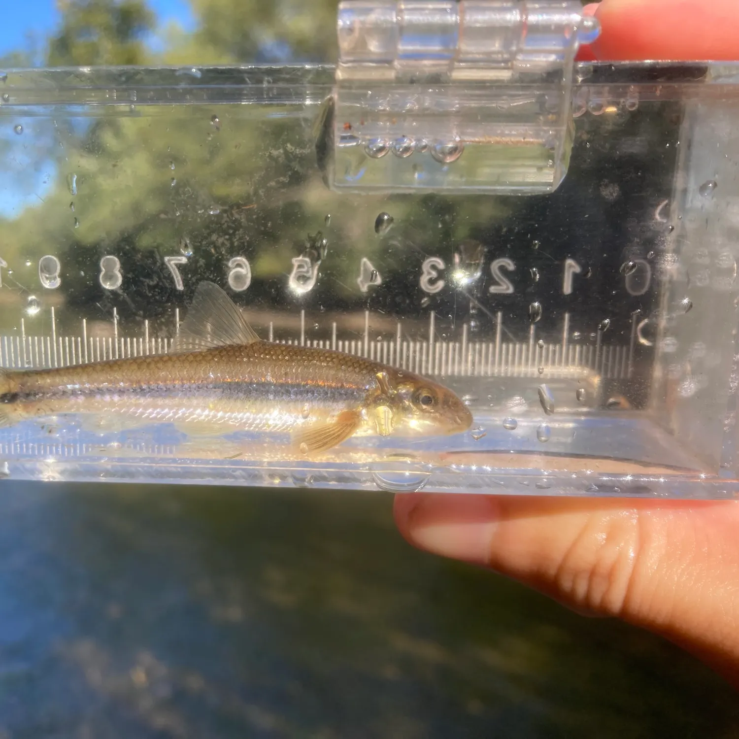 The most recent Suckermouth minnow catches on Fishbrain