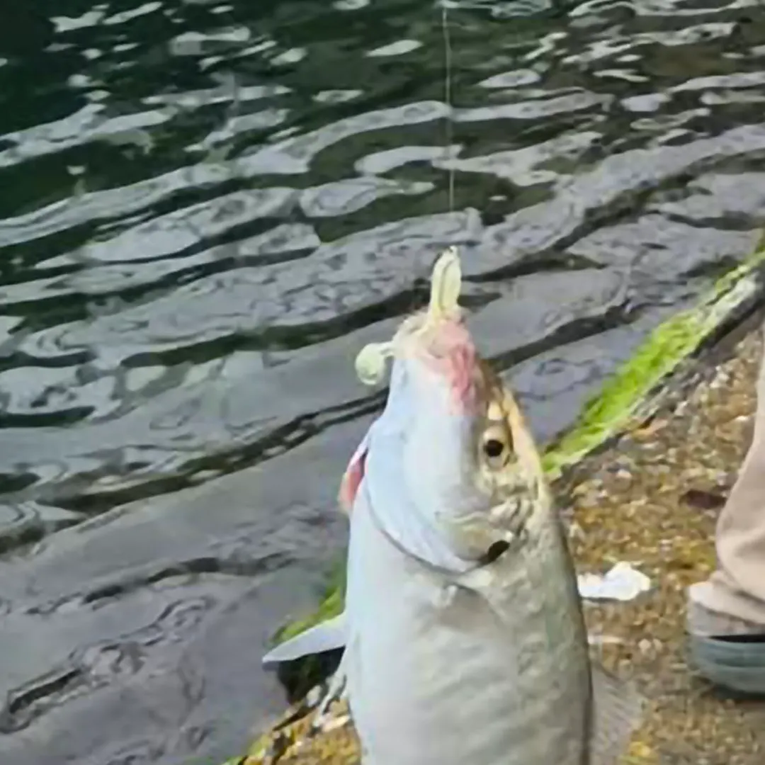 The most recent White trevally catches on Fishbrain